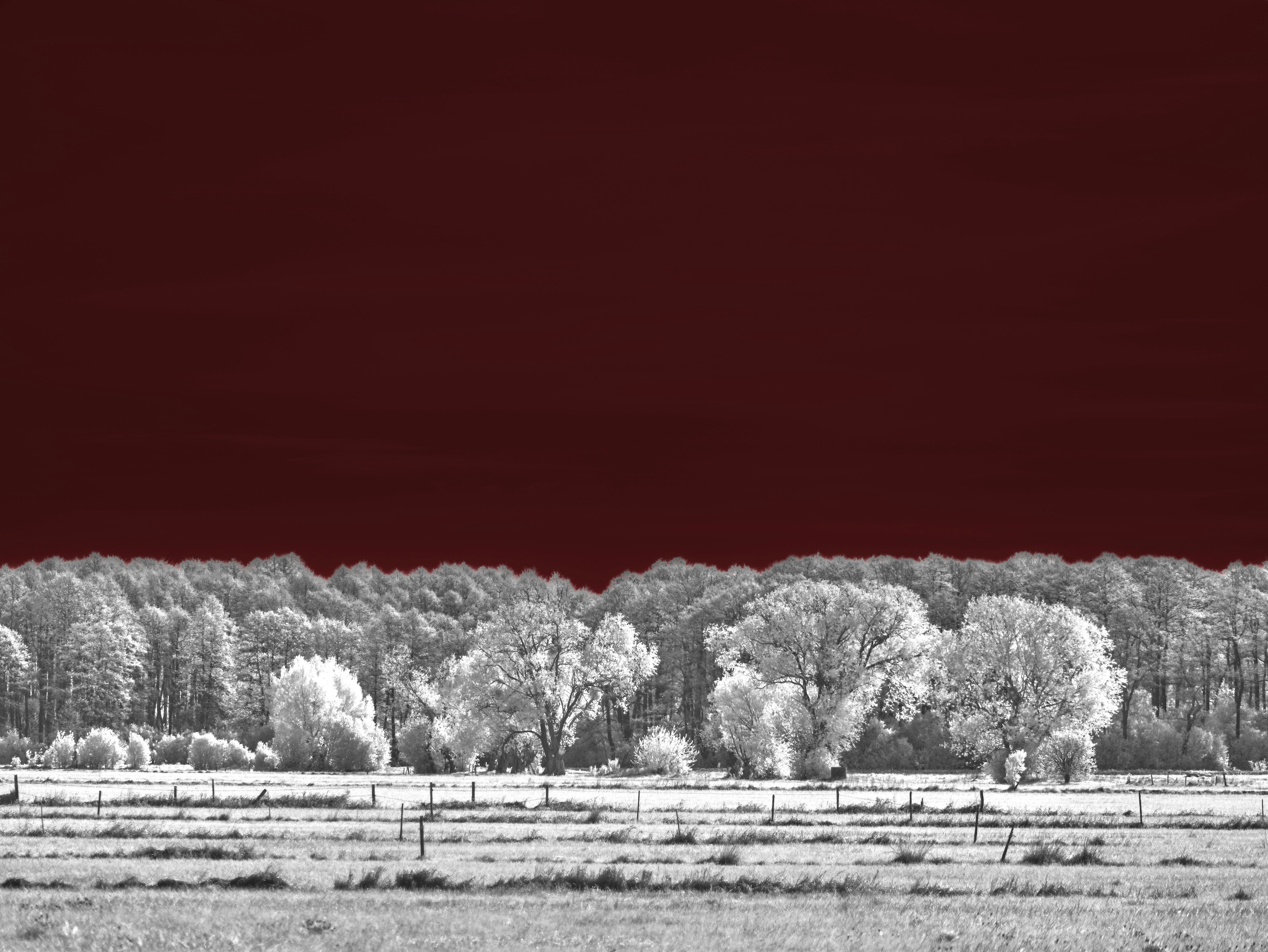 Infrared landscape of a forest edge behind a grassy field under a dark red sky