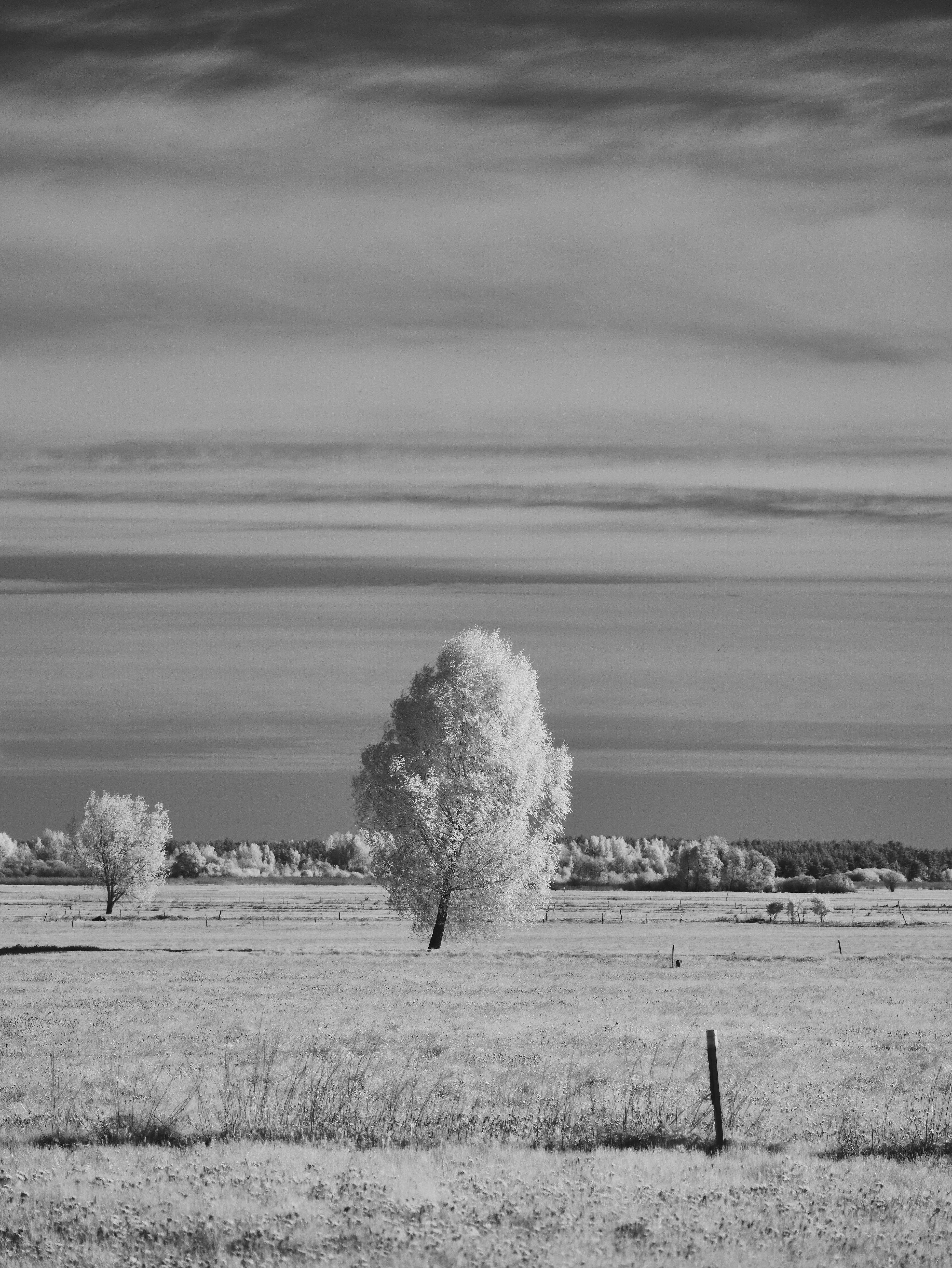 Two trees in a vast field under a cloudy sky in black and white