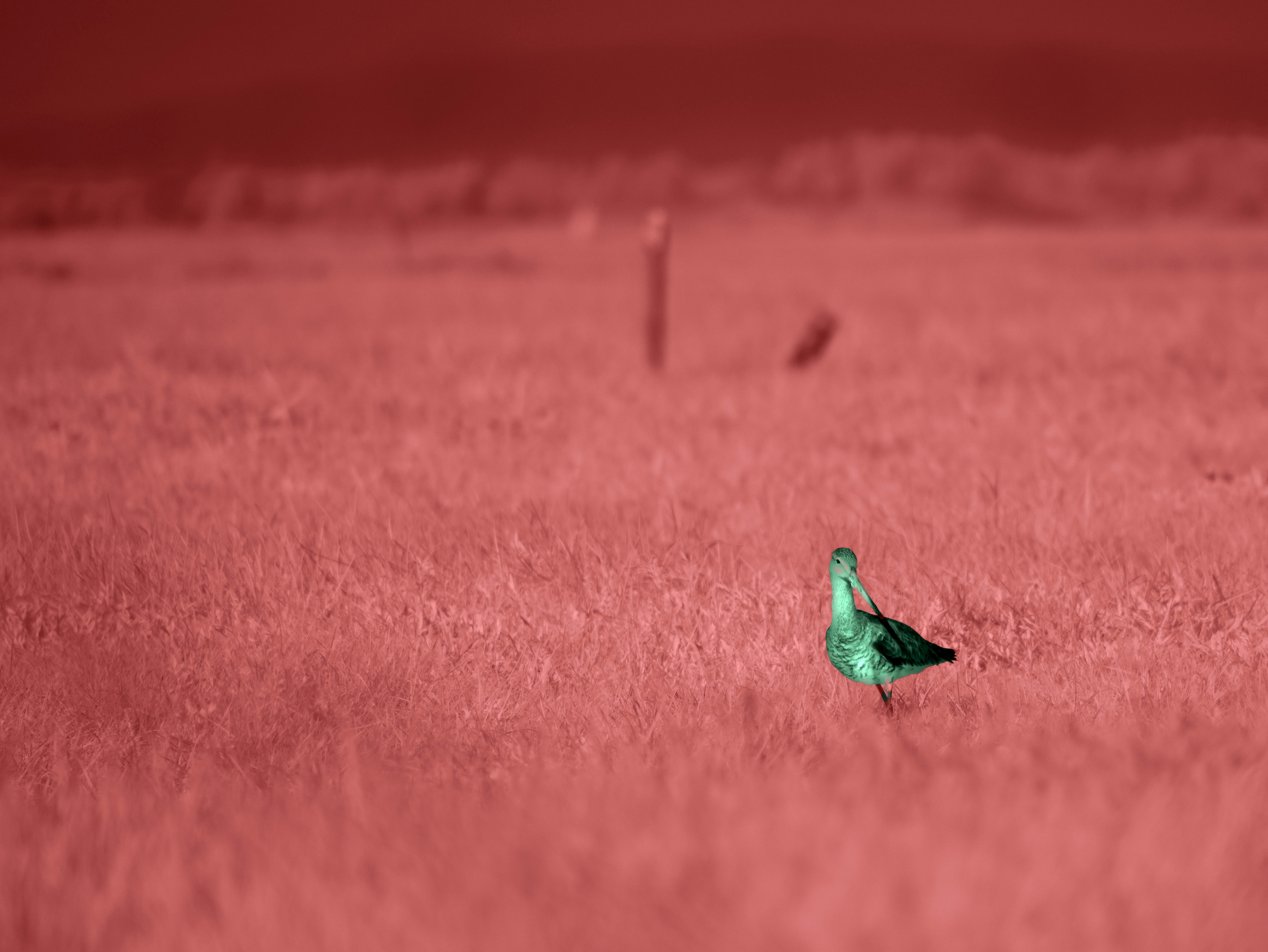 A green bird standing in a field of tall red grass