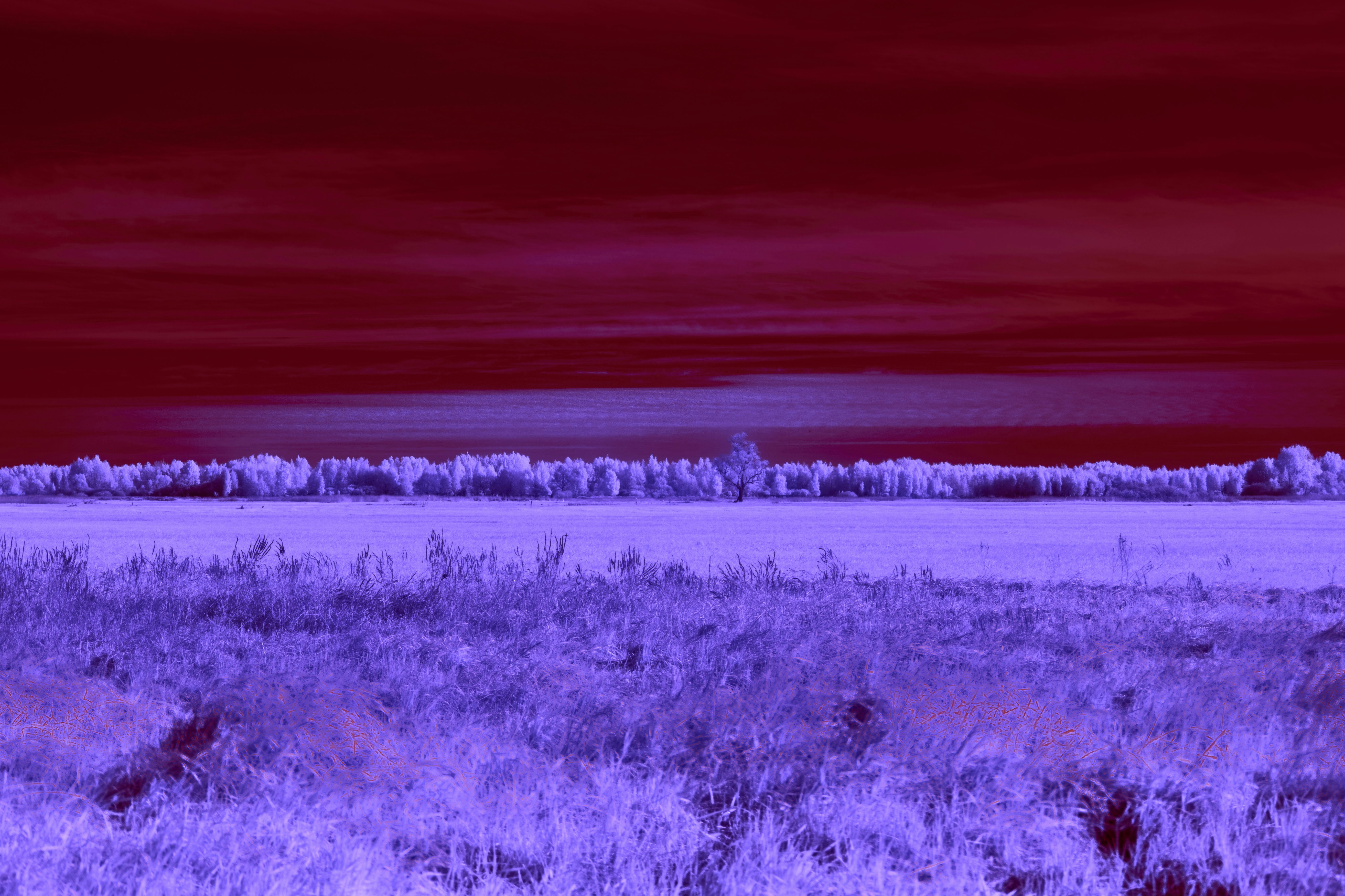 A field of purple grass under a dark red sky with a distant tree line