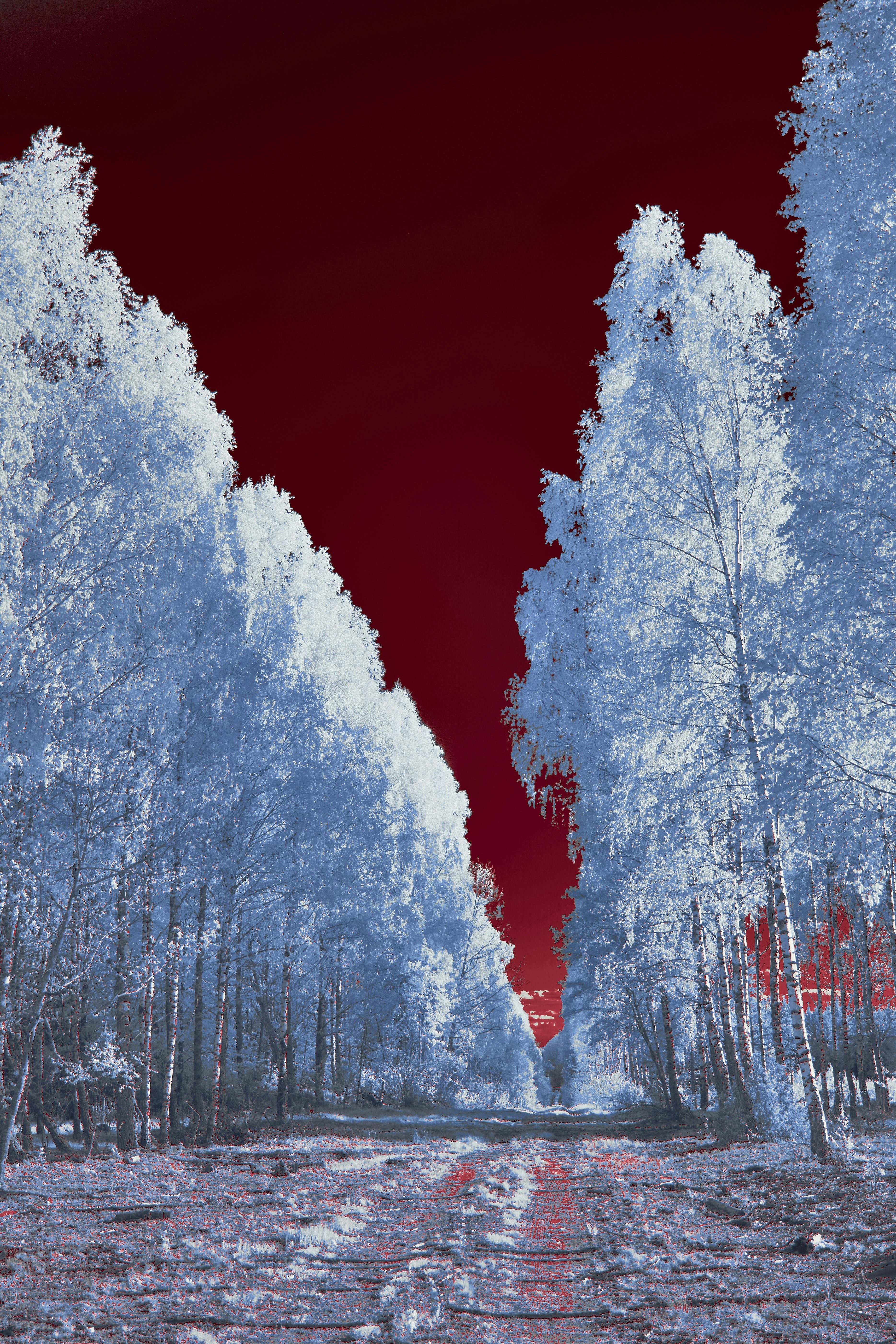 Infrared view of a path through a forest of tall birch trees under a dark red sky