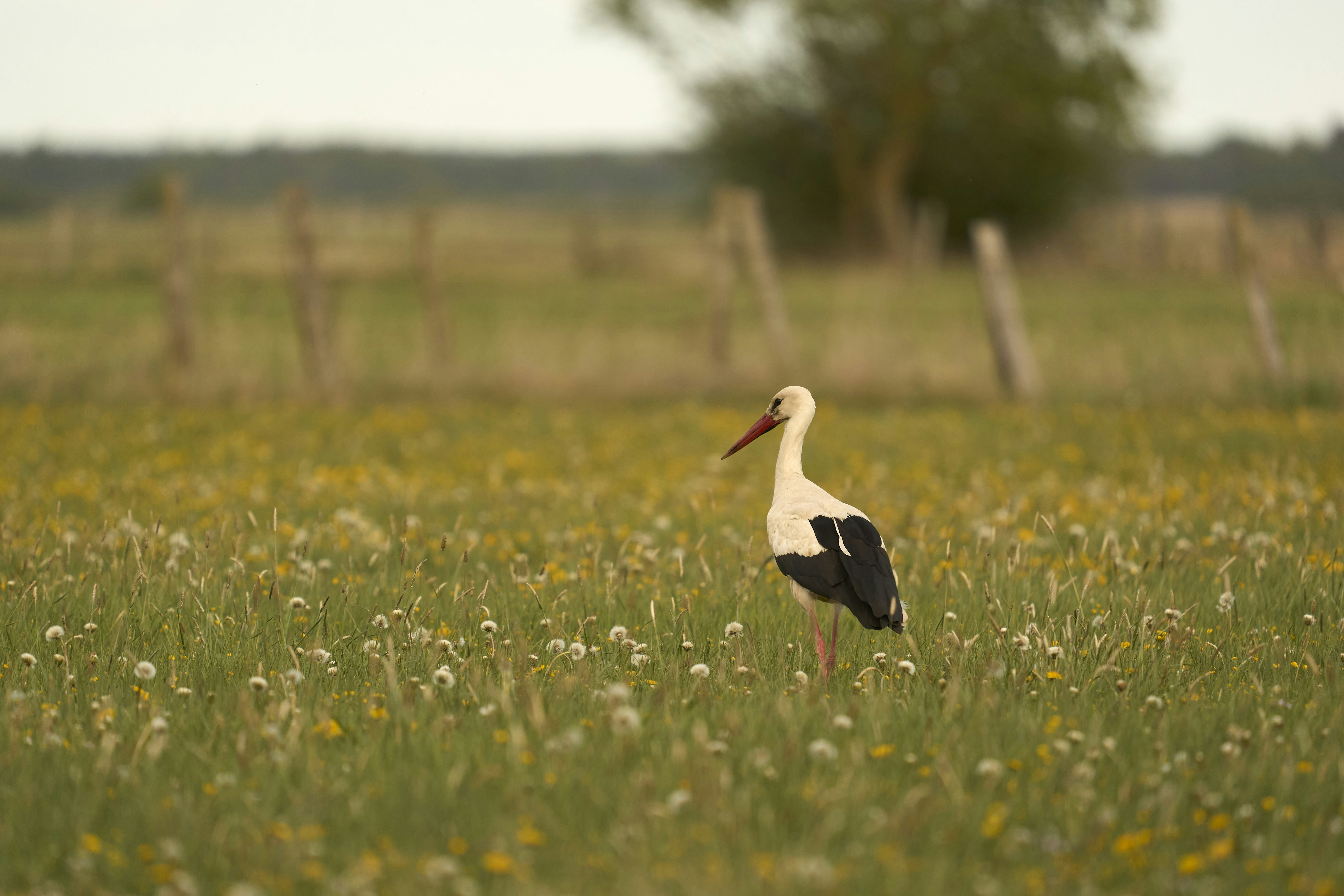 A white stork with black wing feathers standing in a meadow of yellow wildflowers