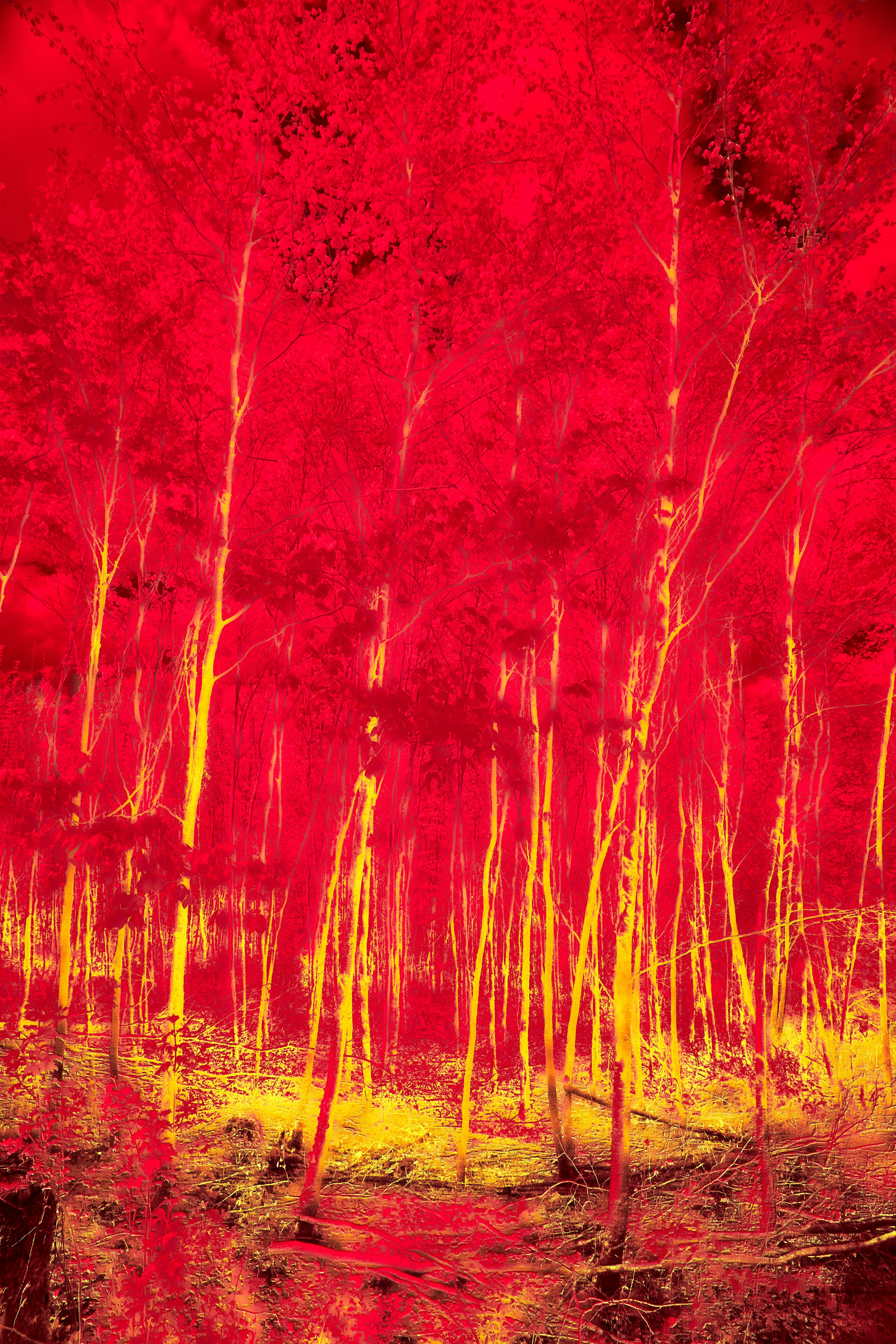 A forest of tall thin trees with bright yellow trunks against a vibrant red background