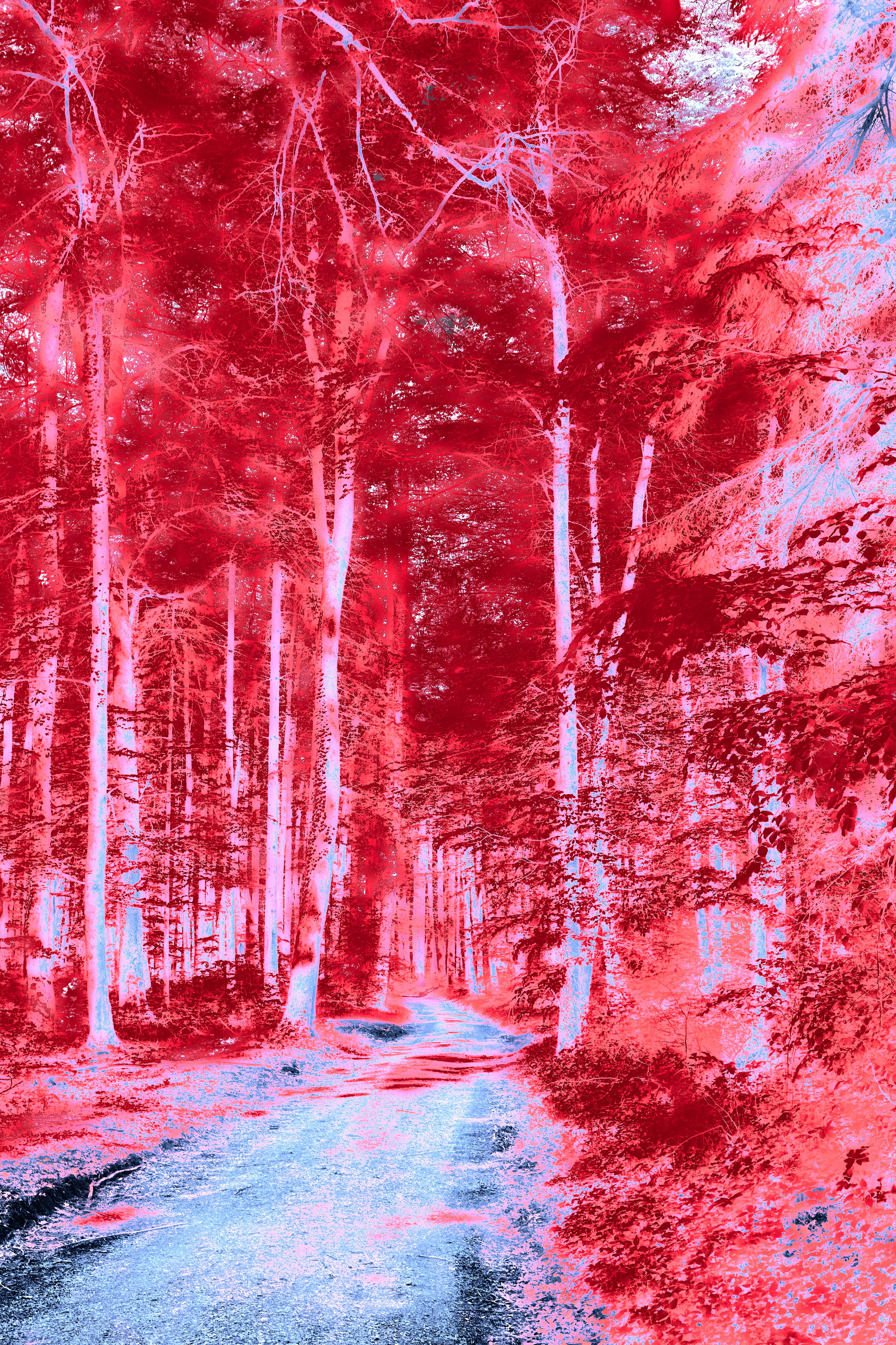 A path winding through a dense forest with inverted red and blue foliage