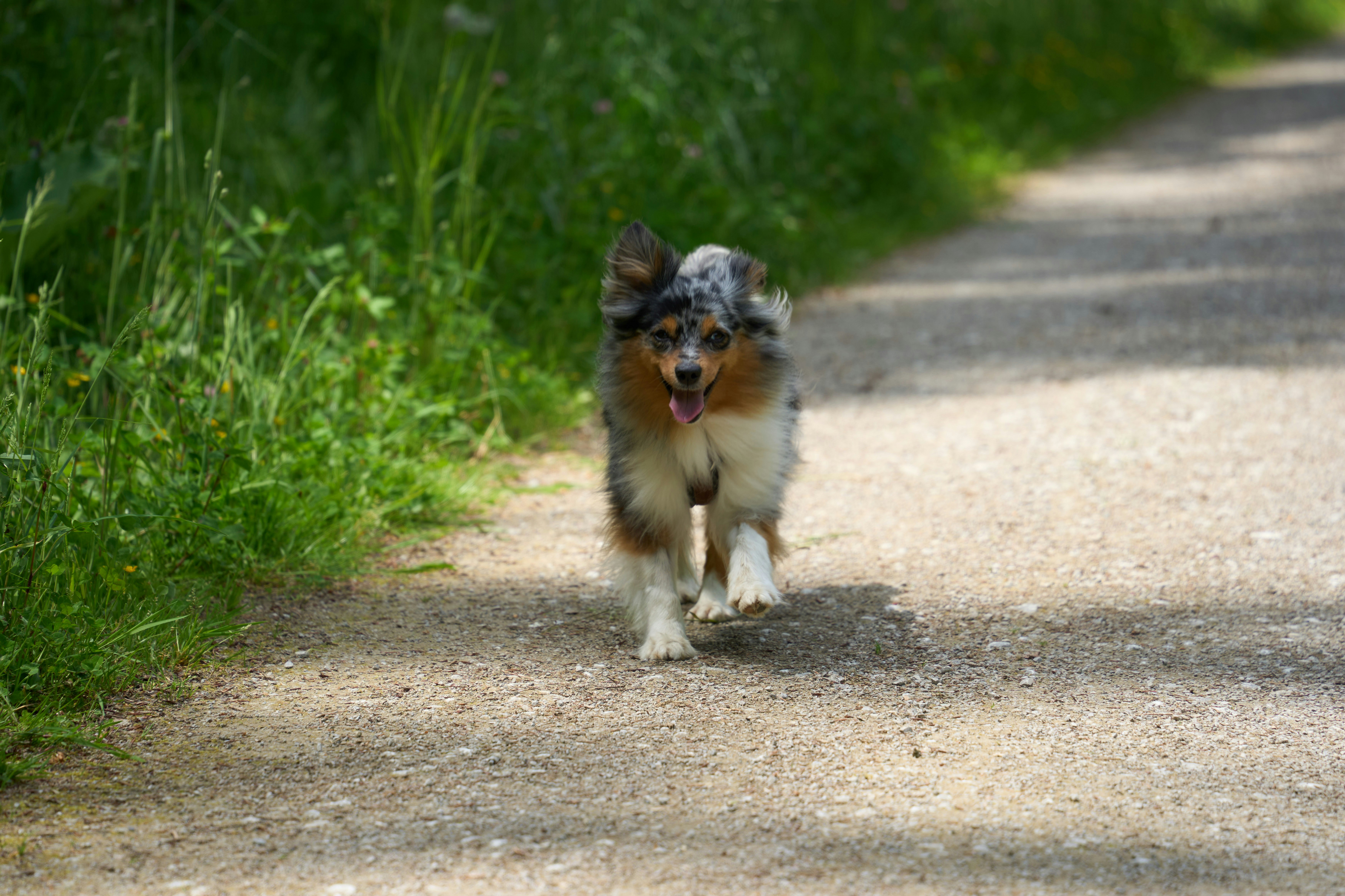 A small merle Australian Shepherd running along a gravel path beside a grassy verge