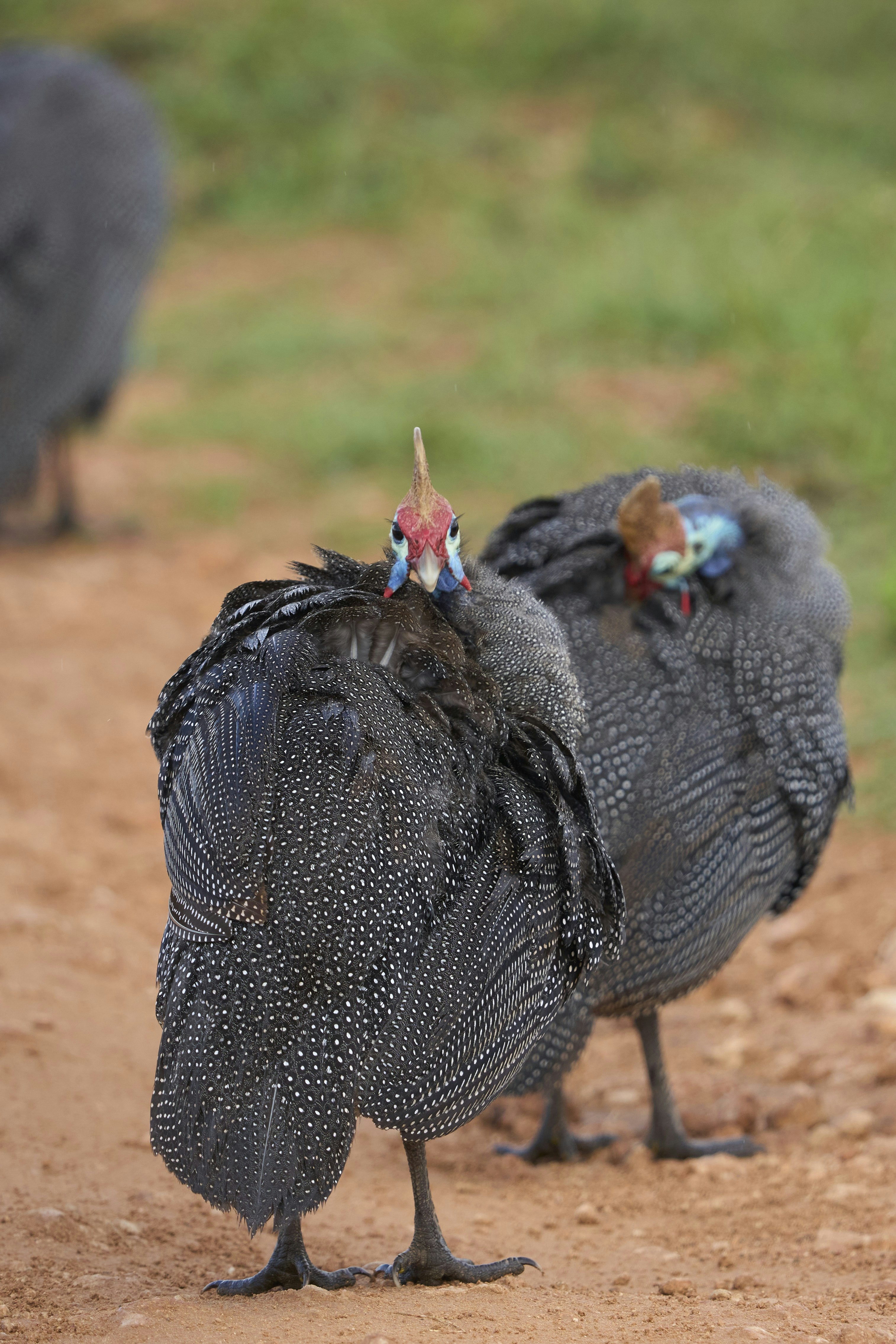 Two helmeted guineafowl with spotted grey feathers on a dirt path