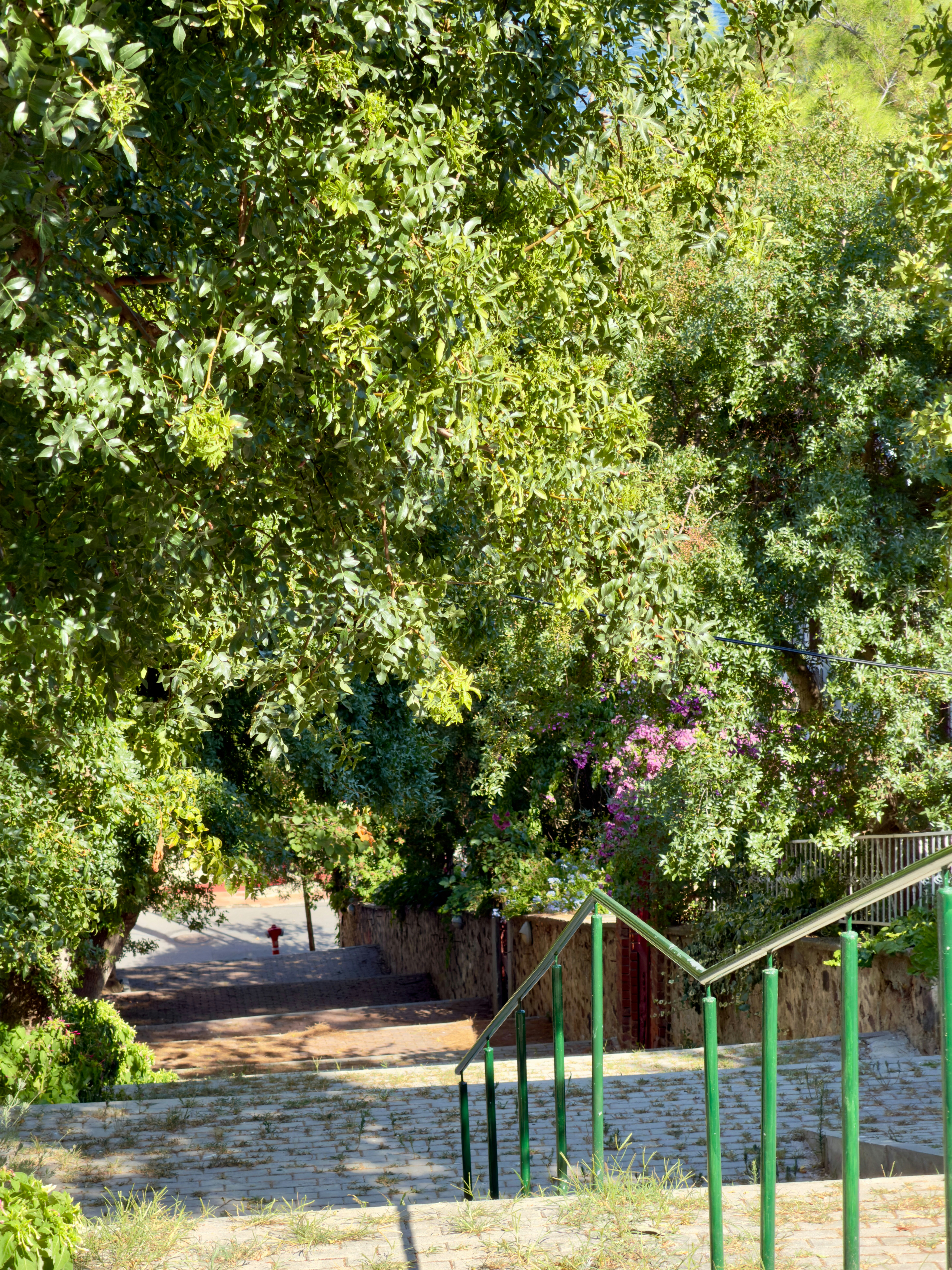 Stone steps descending through lush green trees and flowering bushes toward a street