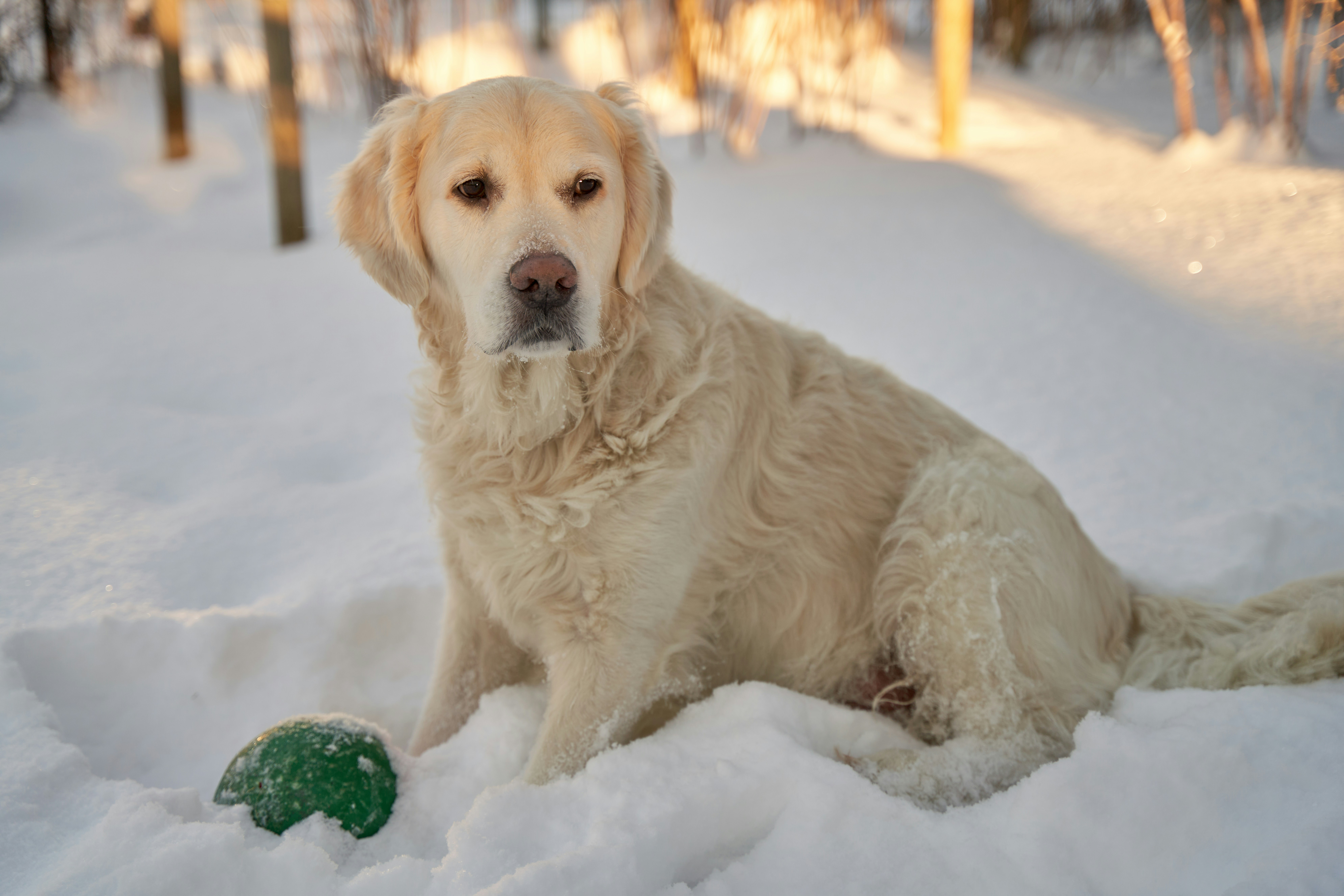 A golden retriever sitting in deep snow beside a green ball in warm light