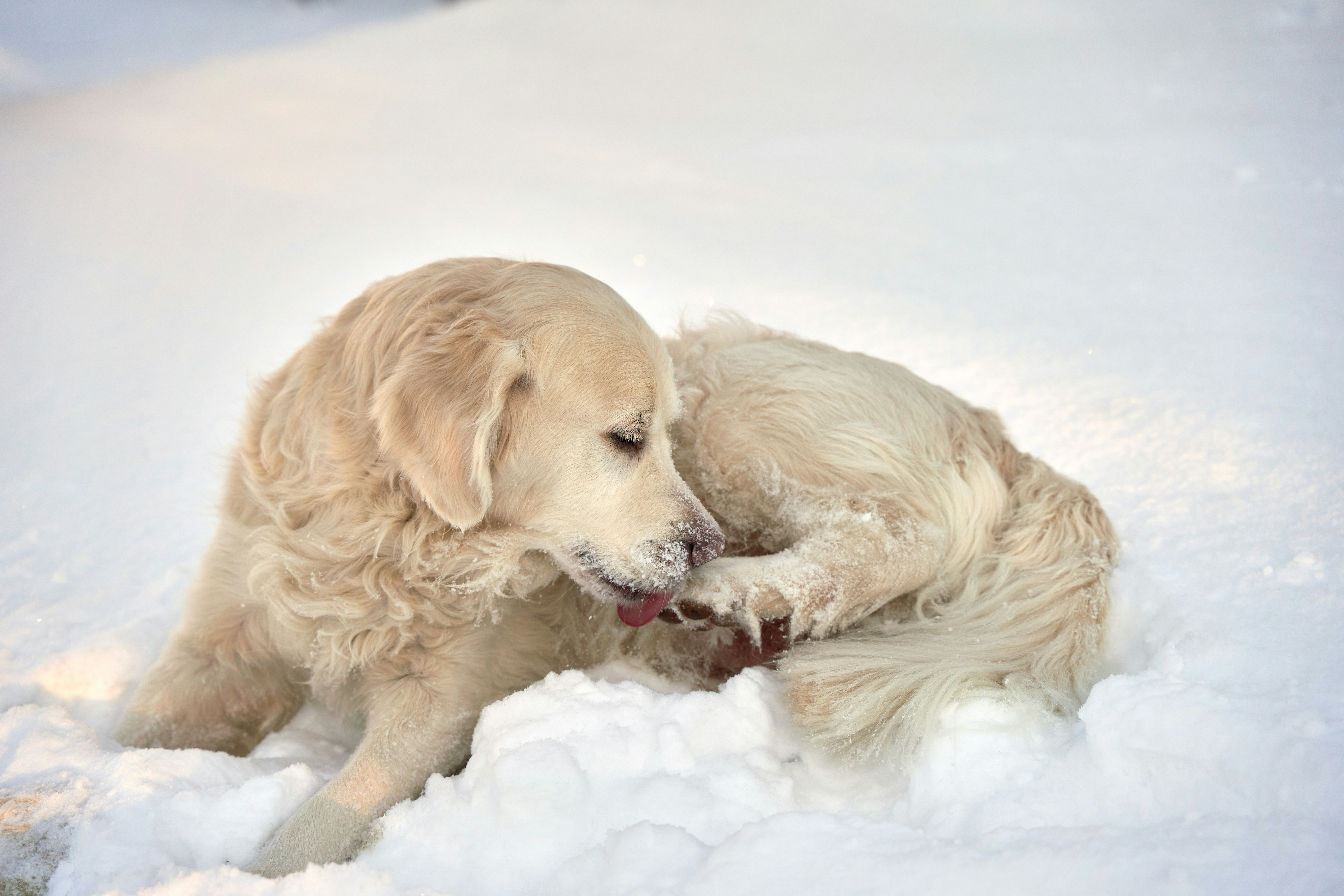 A golden retriever licking its snow-covered paw while lying in deep white snow
