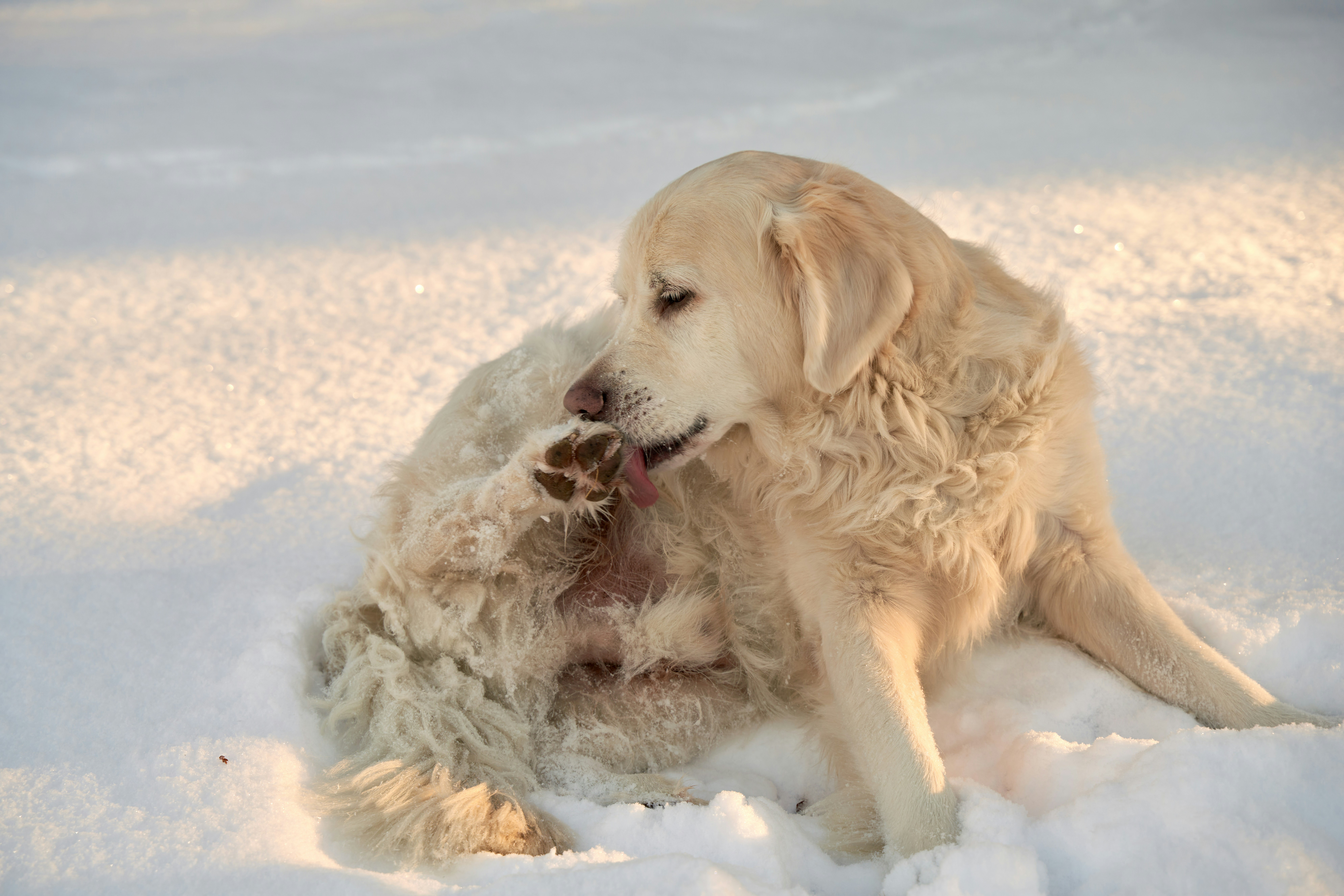 A golden retriever licking its paw while sitting in deep snow during the golden hour