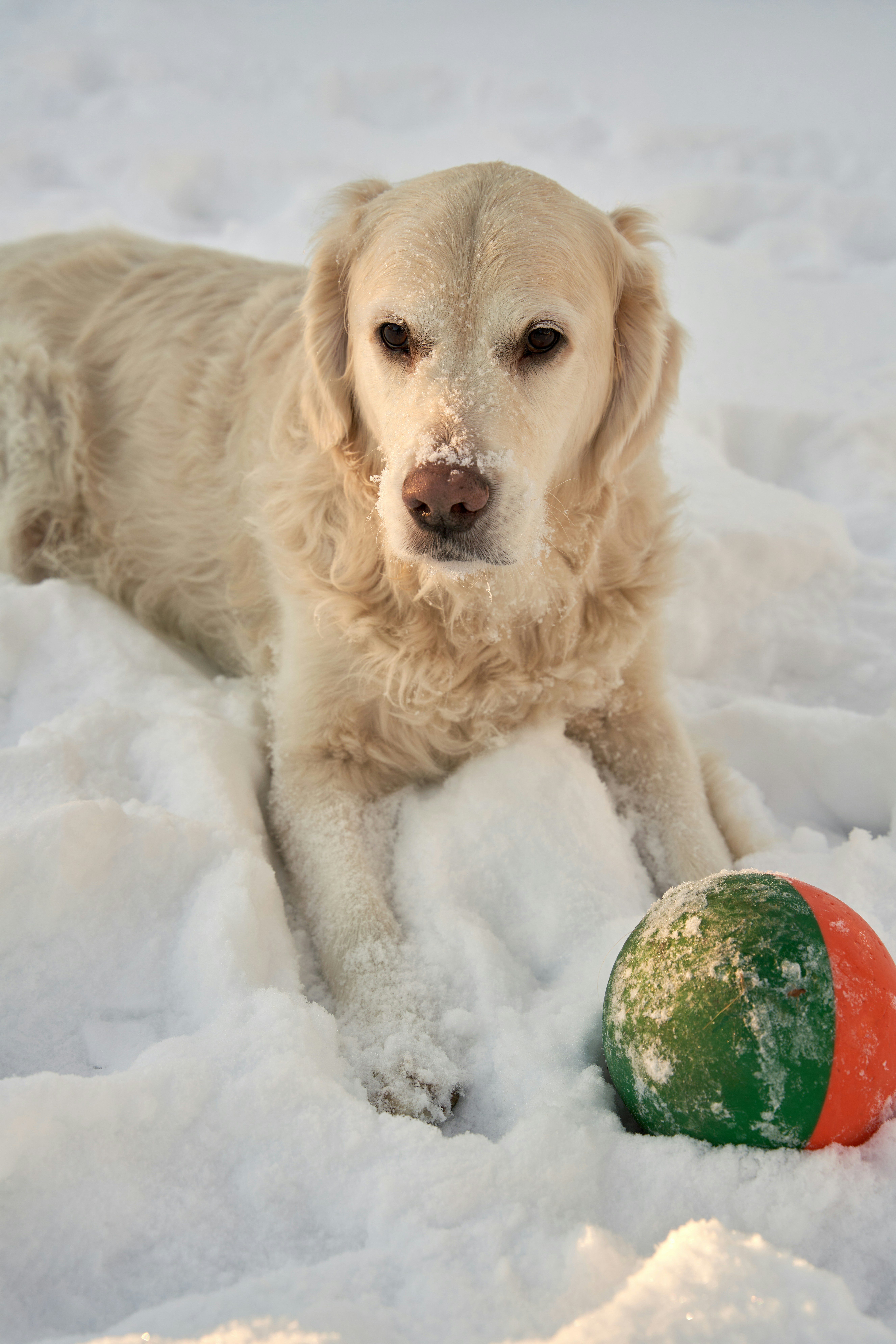 A golden retriever lying in deep snow beside a green and orange ball