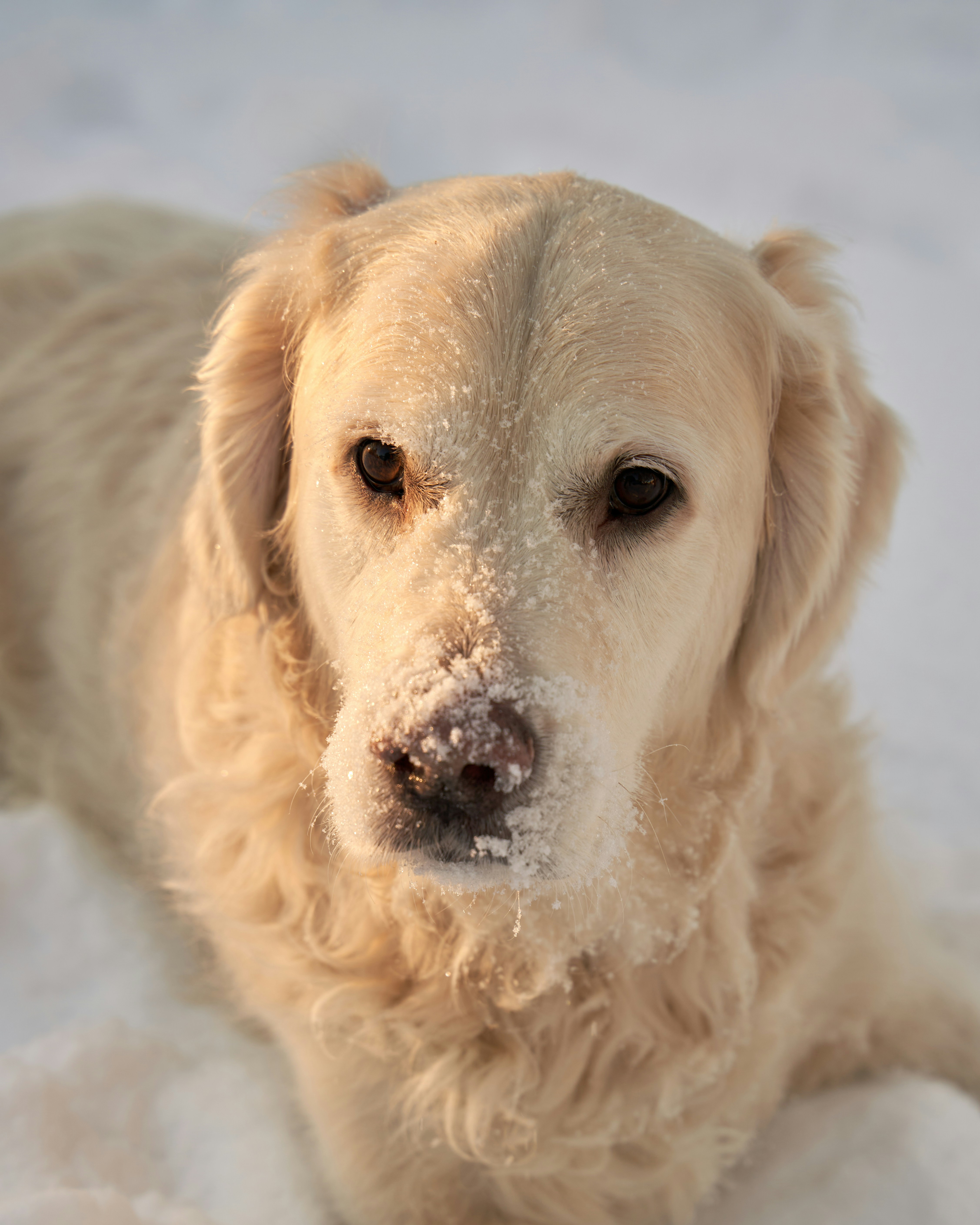 A golden retriever with snow on its nose in the soft light of winter