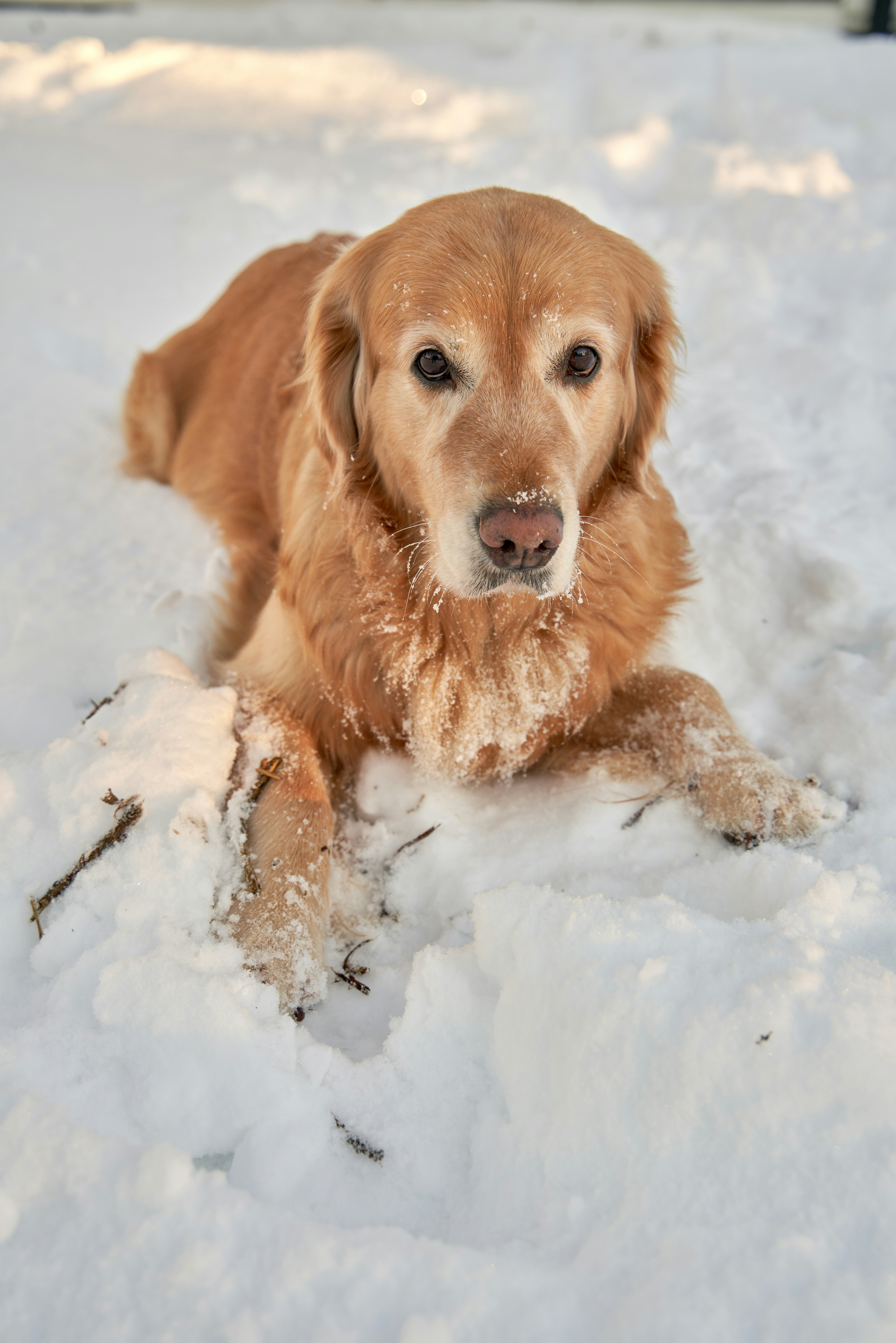 A golden retriever lying in deep snow with a dusting of white on its nose