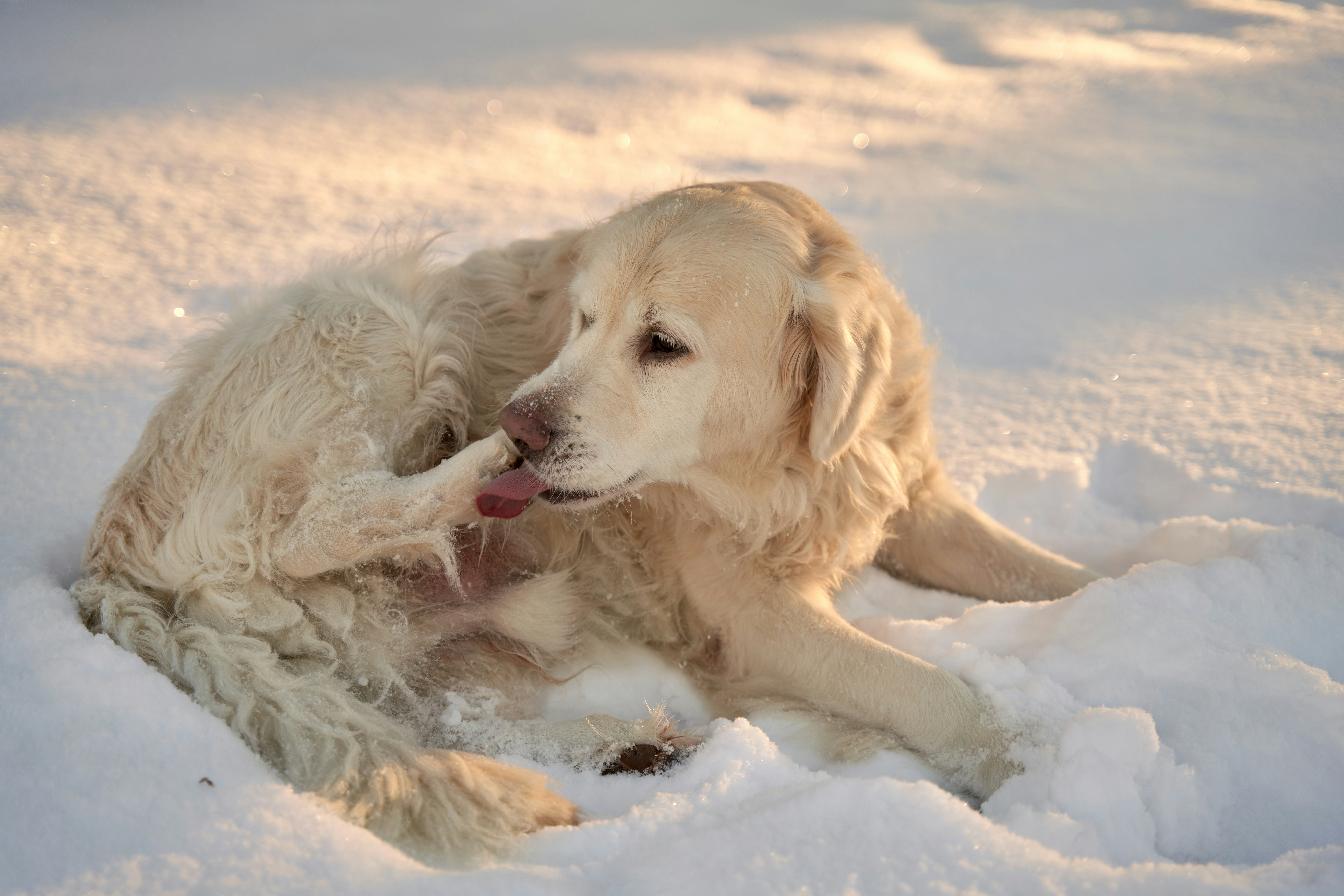 A golden retriever licking its paw while lying in deep snow during the golden hour