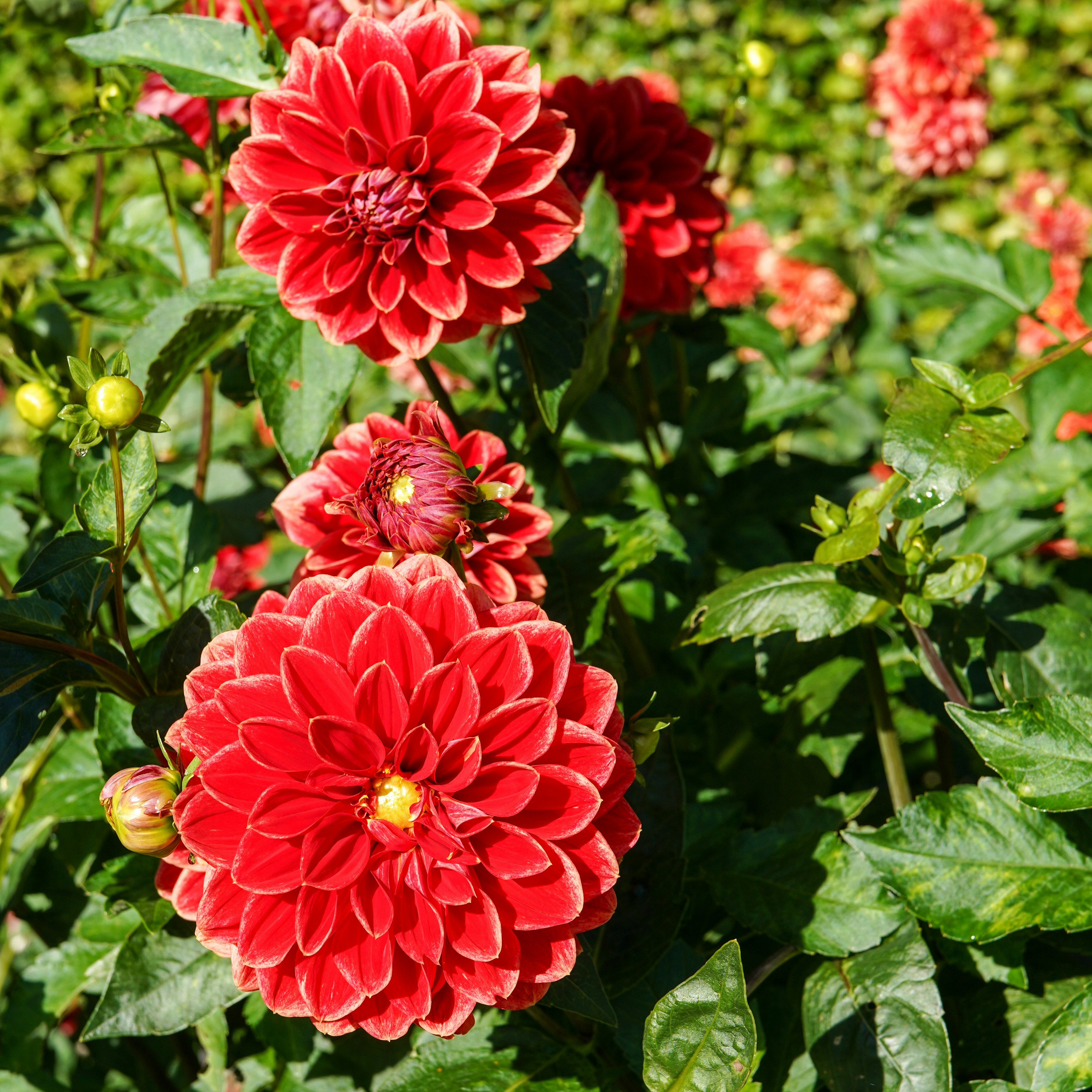 Vibrant red dahlia flowers blooming in a sunlit garden with green leaves