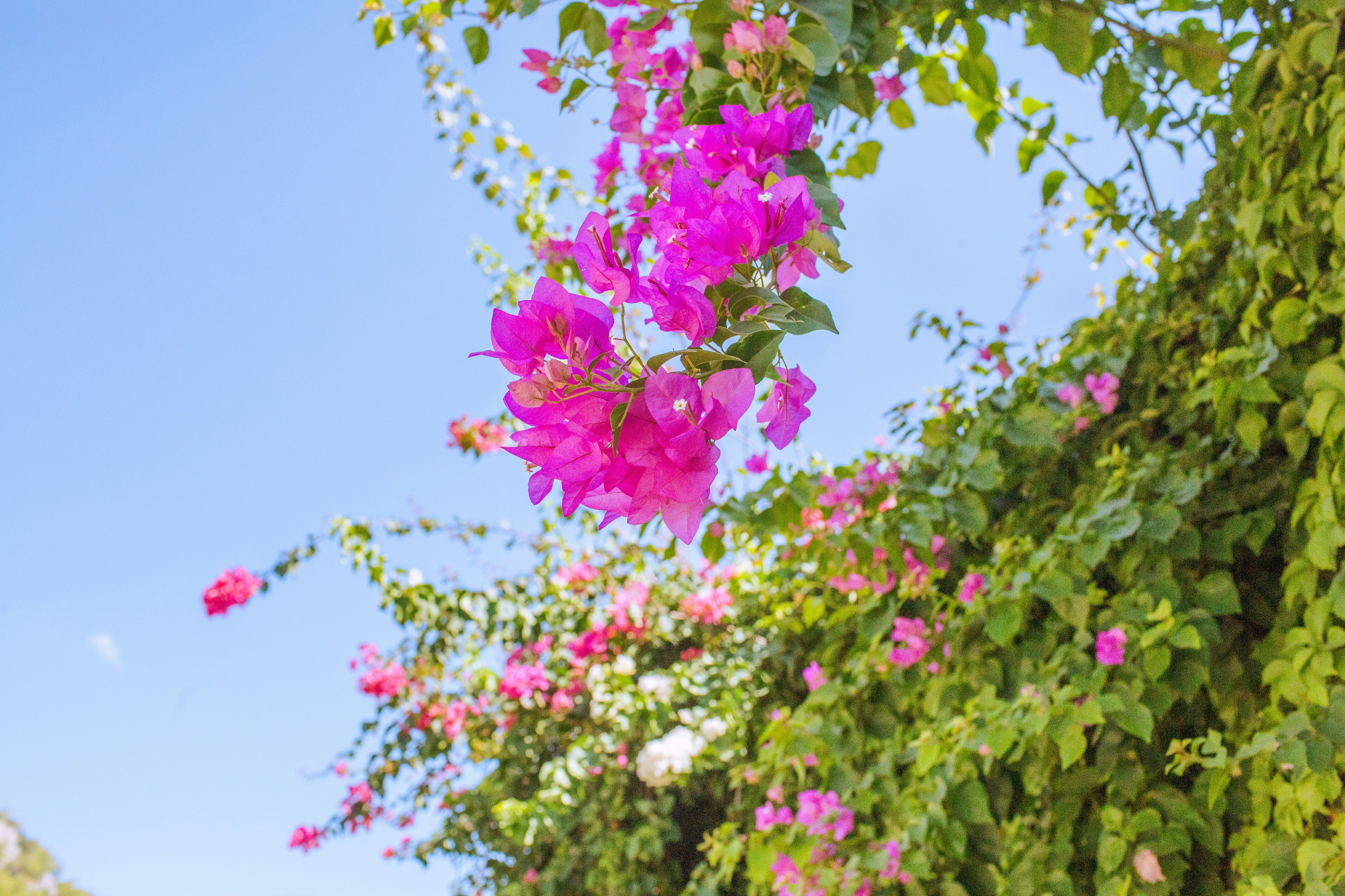 鮮やかなマゼンタ色のブーゲンビリアの花が、澄んだ青空を背景に葉のつるに咲いています