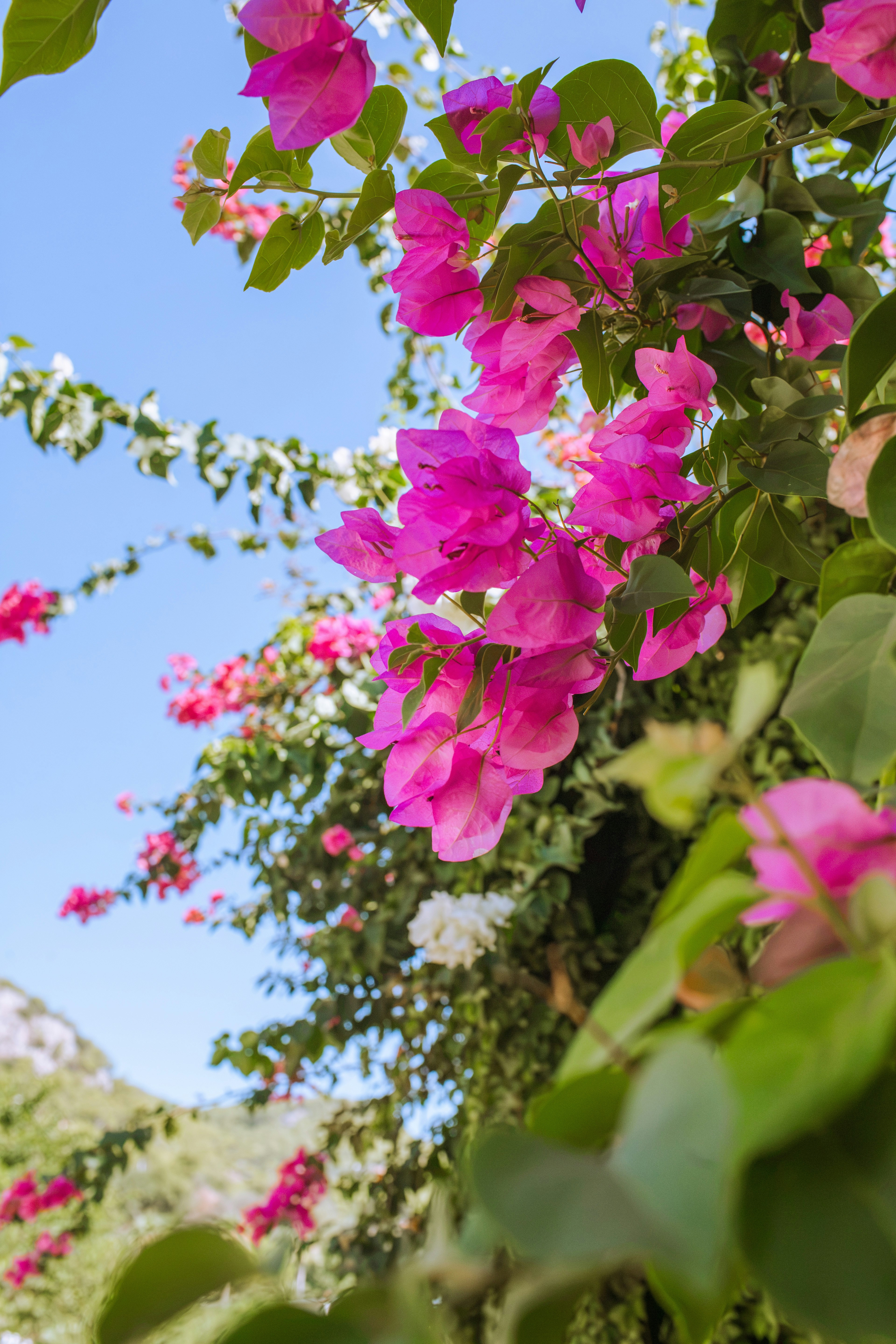 鮮やかなピンク色のブーゲンビリアの花が、澄んだ青空を背景に葉のつるに咲いています