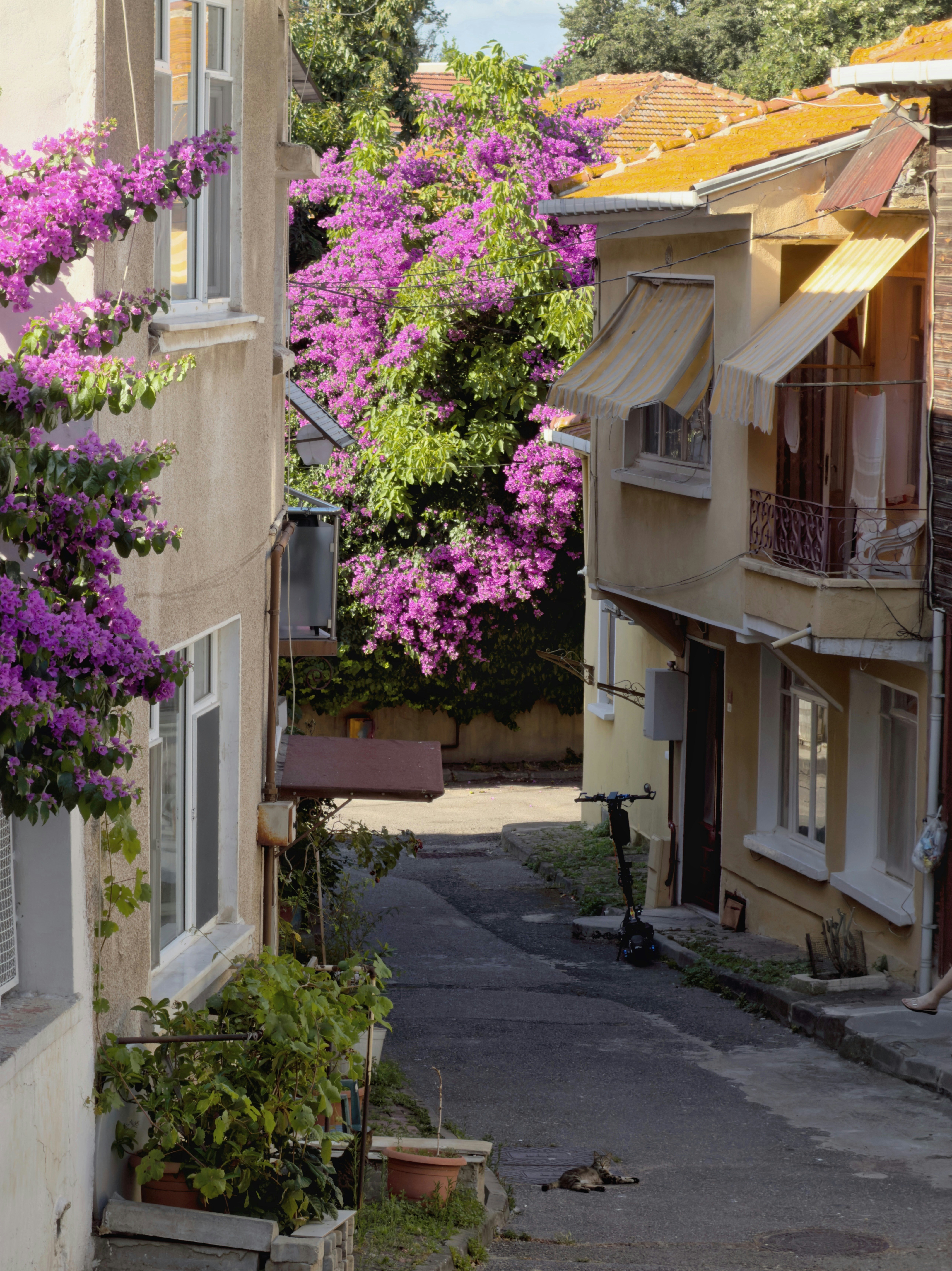 A narrow street between yellow buildings with vibrant purple bougainvillea and a cat resting on the pavement