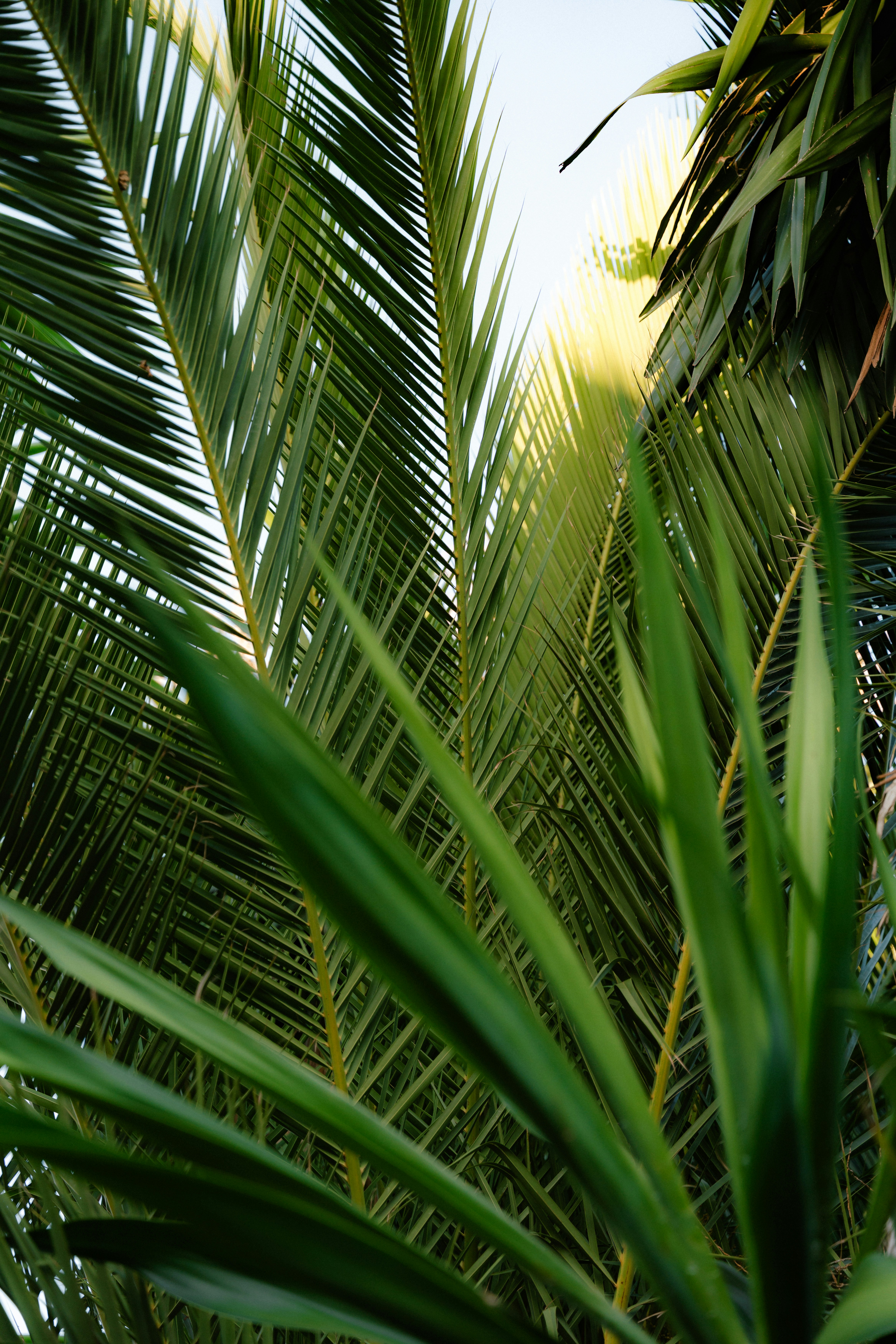 Close-up of vibrant green palm fronds overlapping under bright natural light