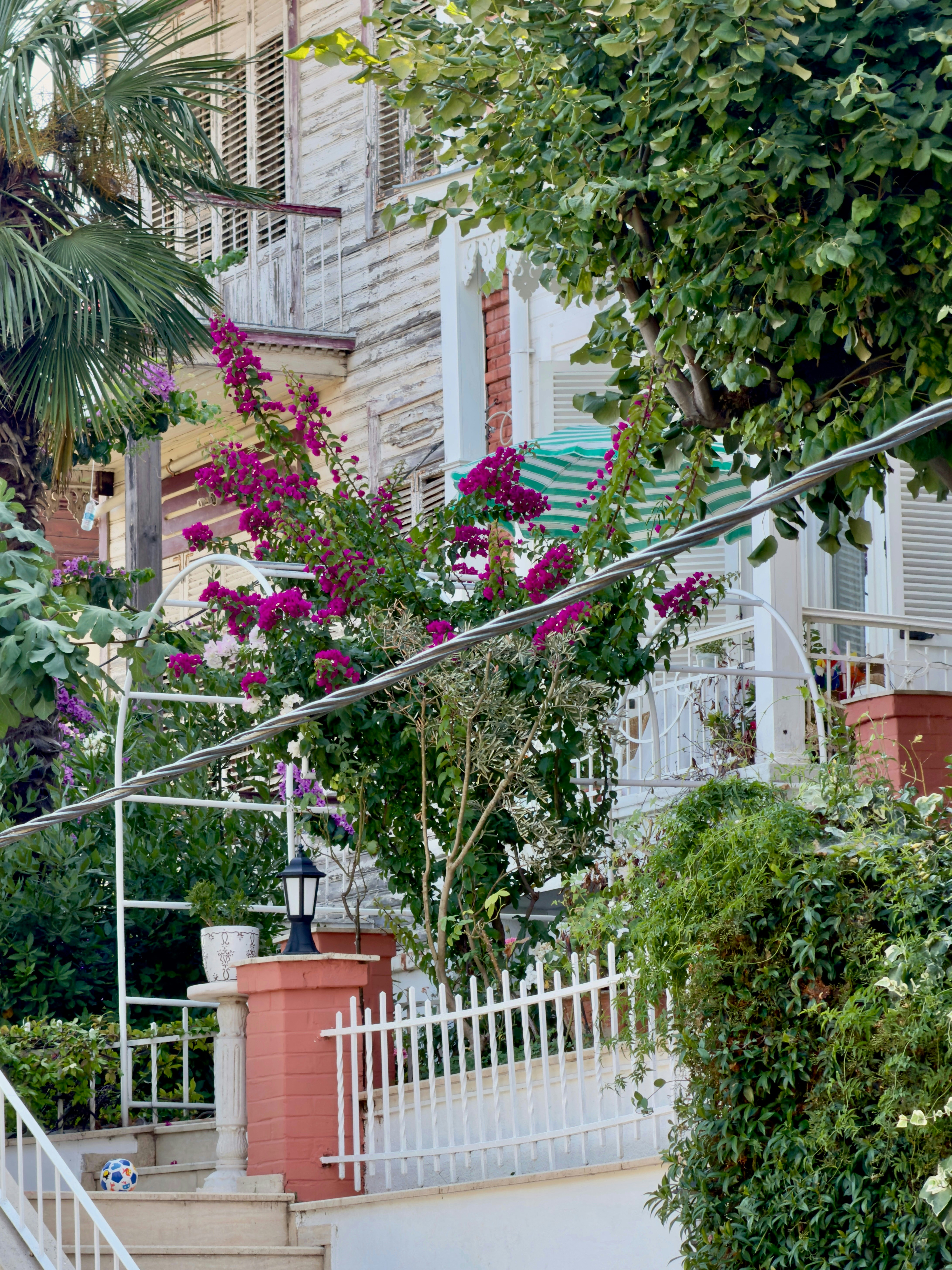 A white wooden house with a vibrant magenta bougainvillea bush in a sunlit garden