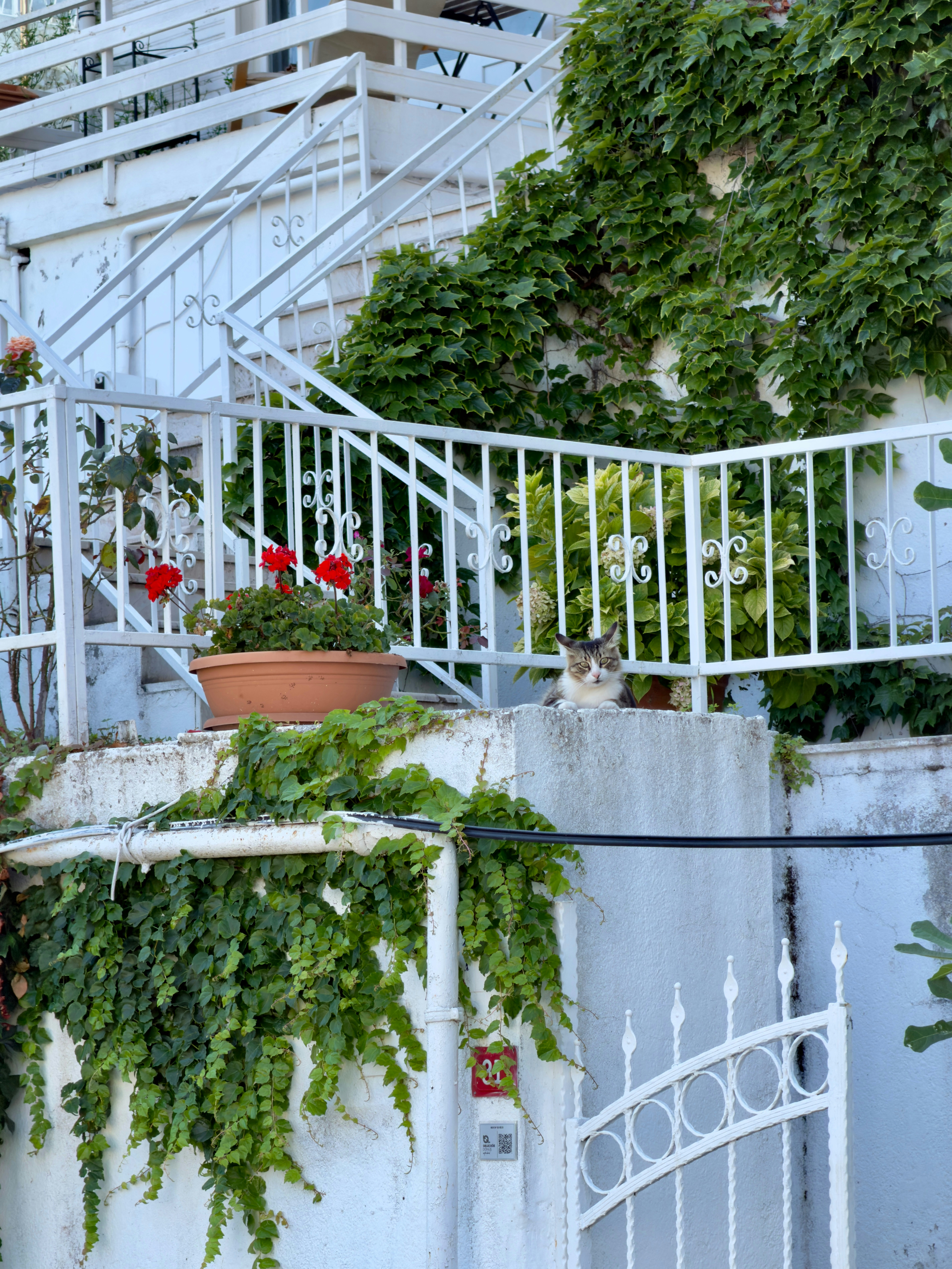 A tabby cat resting on a white concrete wall beside red geraniums and ivy