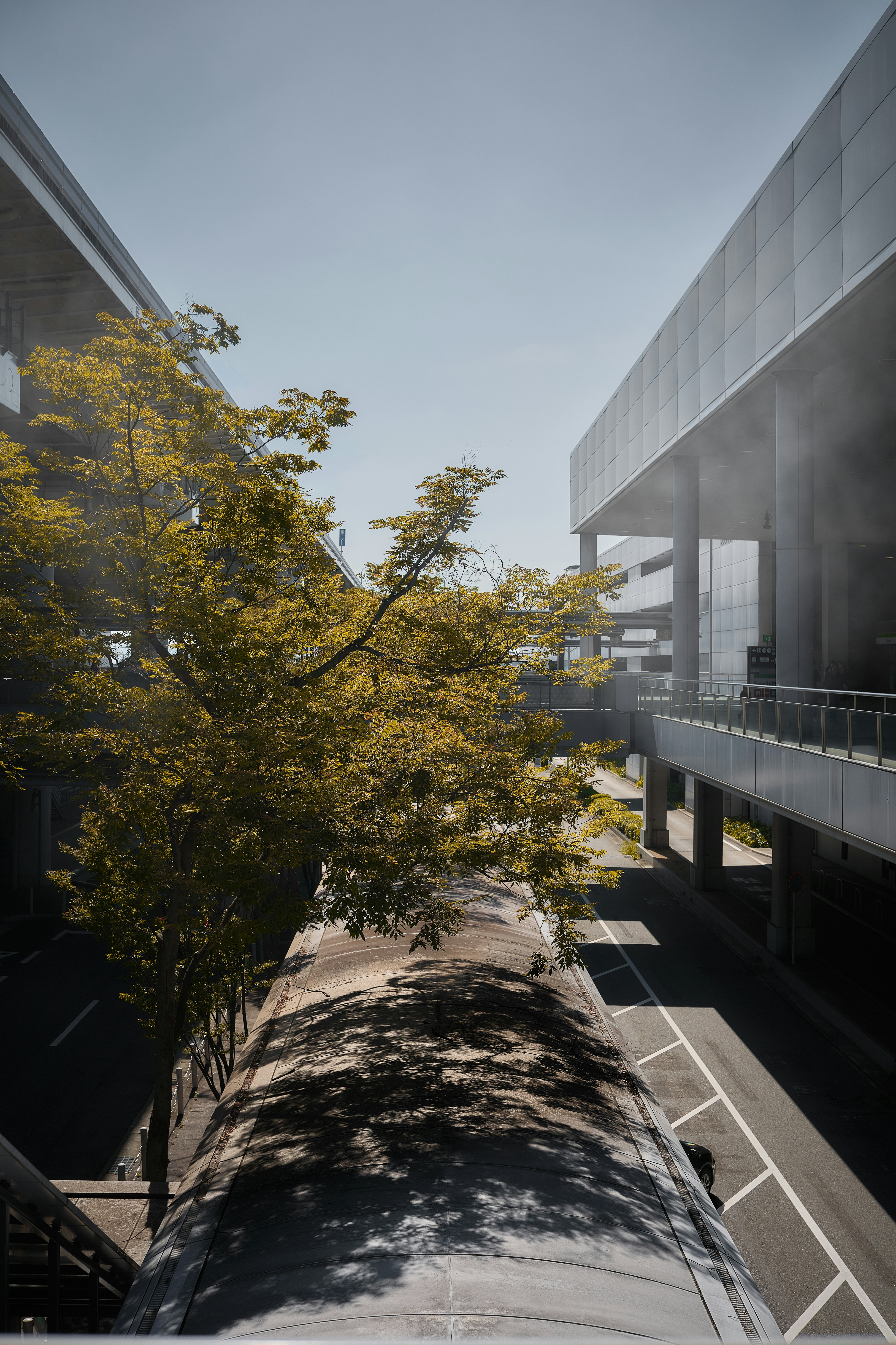 Un arbre aux feuilles jaunies à côté d’un bâtiment et d’une route modernes à Osaka, au Japon