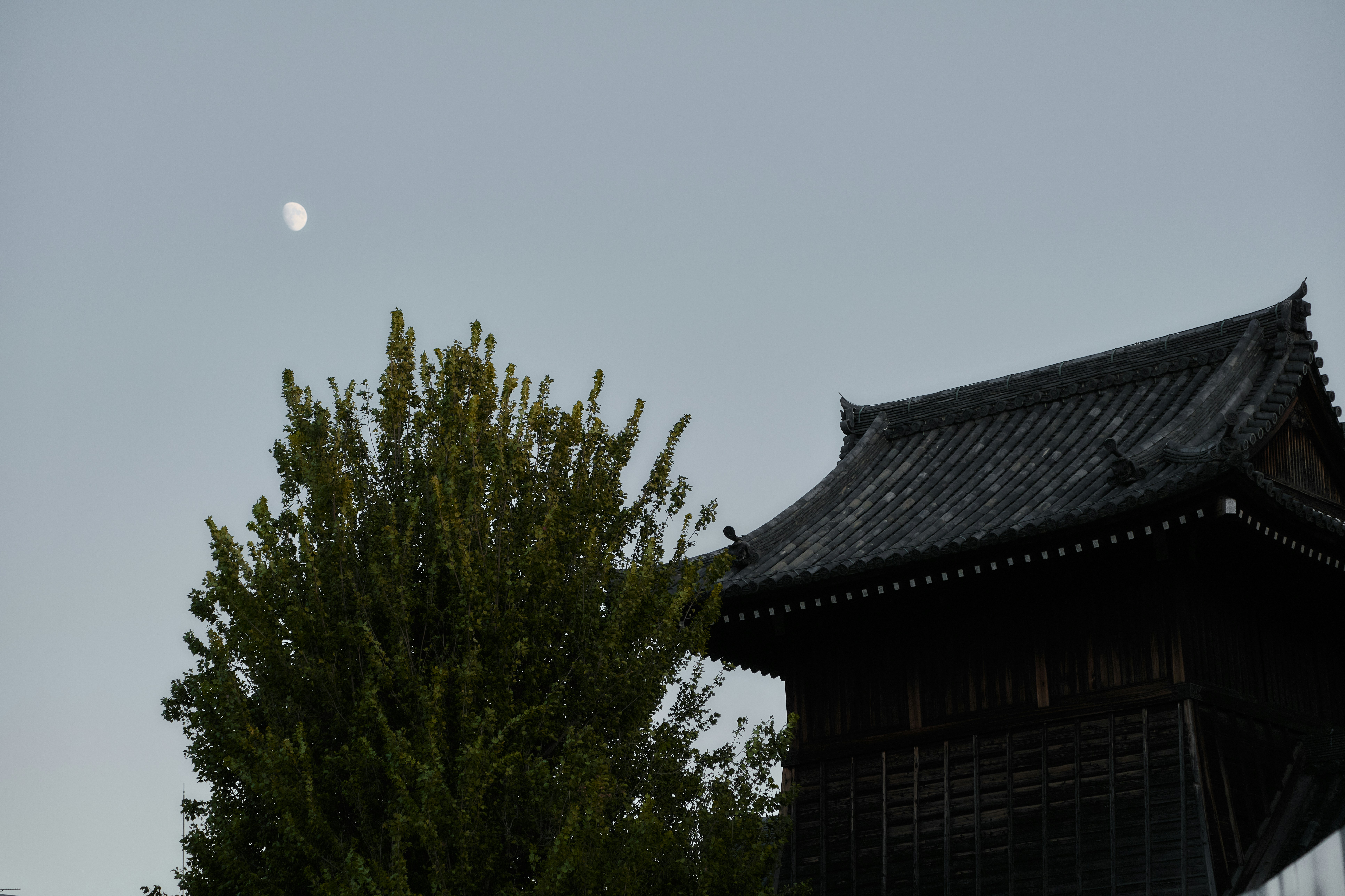 Un croissant de lune au-dessus d’un toit traditionnel en bois de temple et un grand arbre à Kyoto