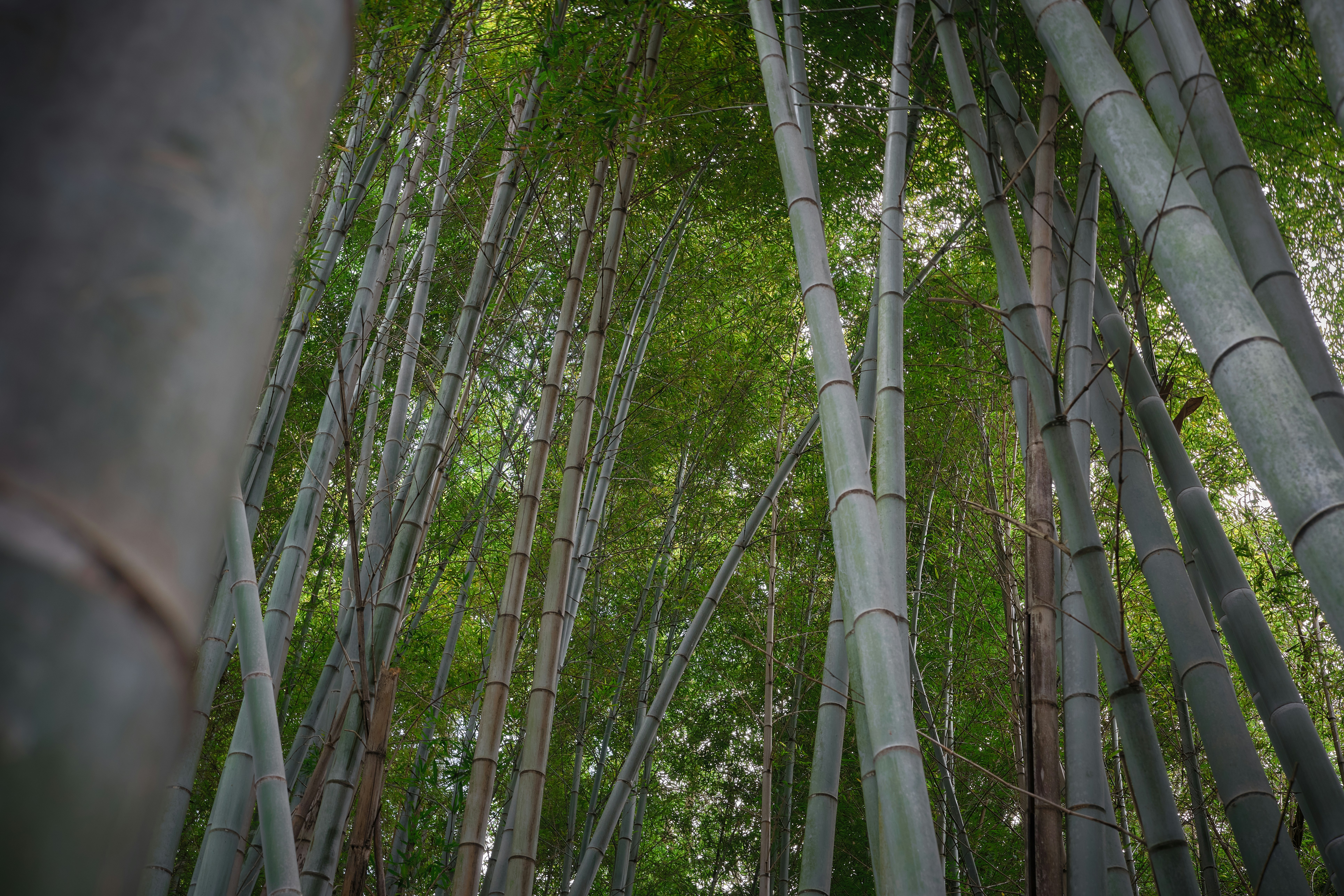 De hautes tiges de bambou vert s’étendent vers la canopée dans une forêt dense à Kyoto, au Japon