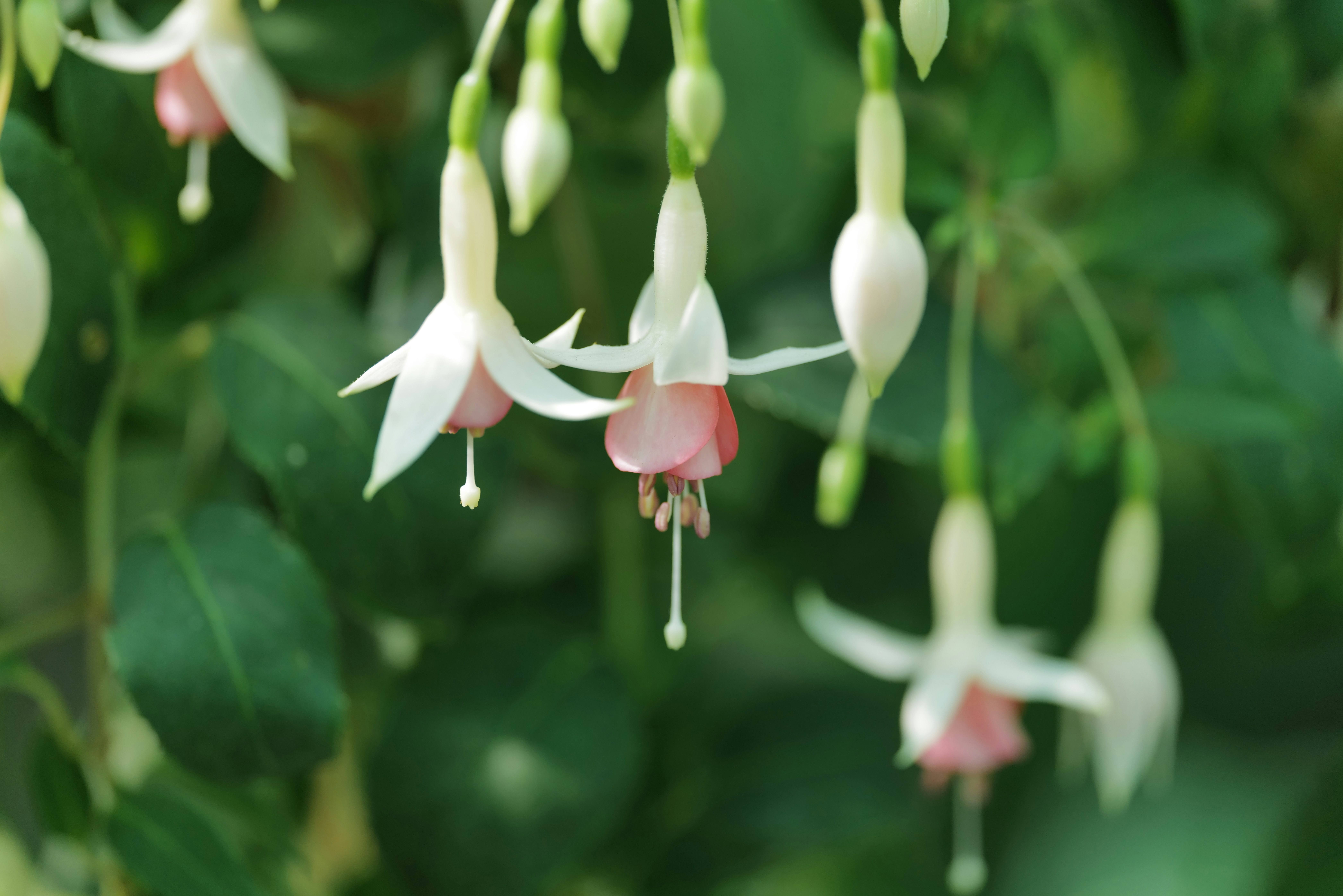 Delicate white and pink fuchsia flowers hanging from stems against a blurred green background