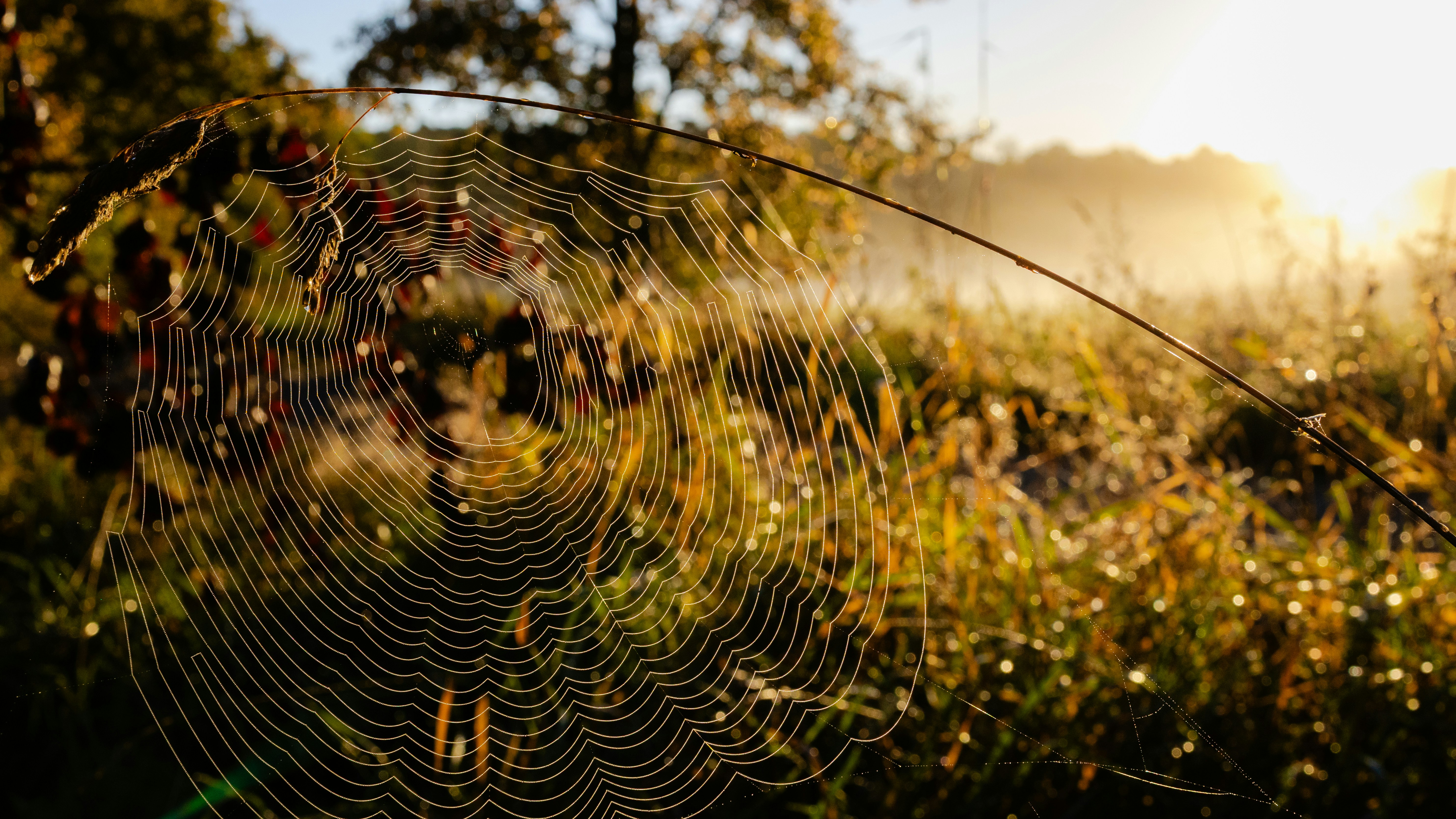 A spider web with dew drops in a meadow during the golden hour