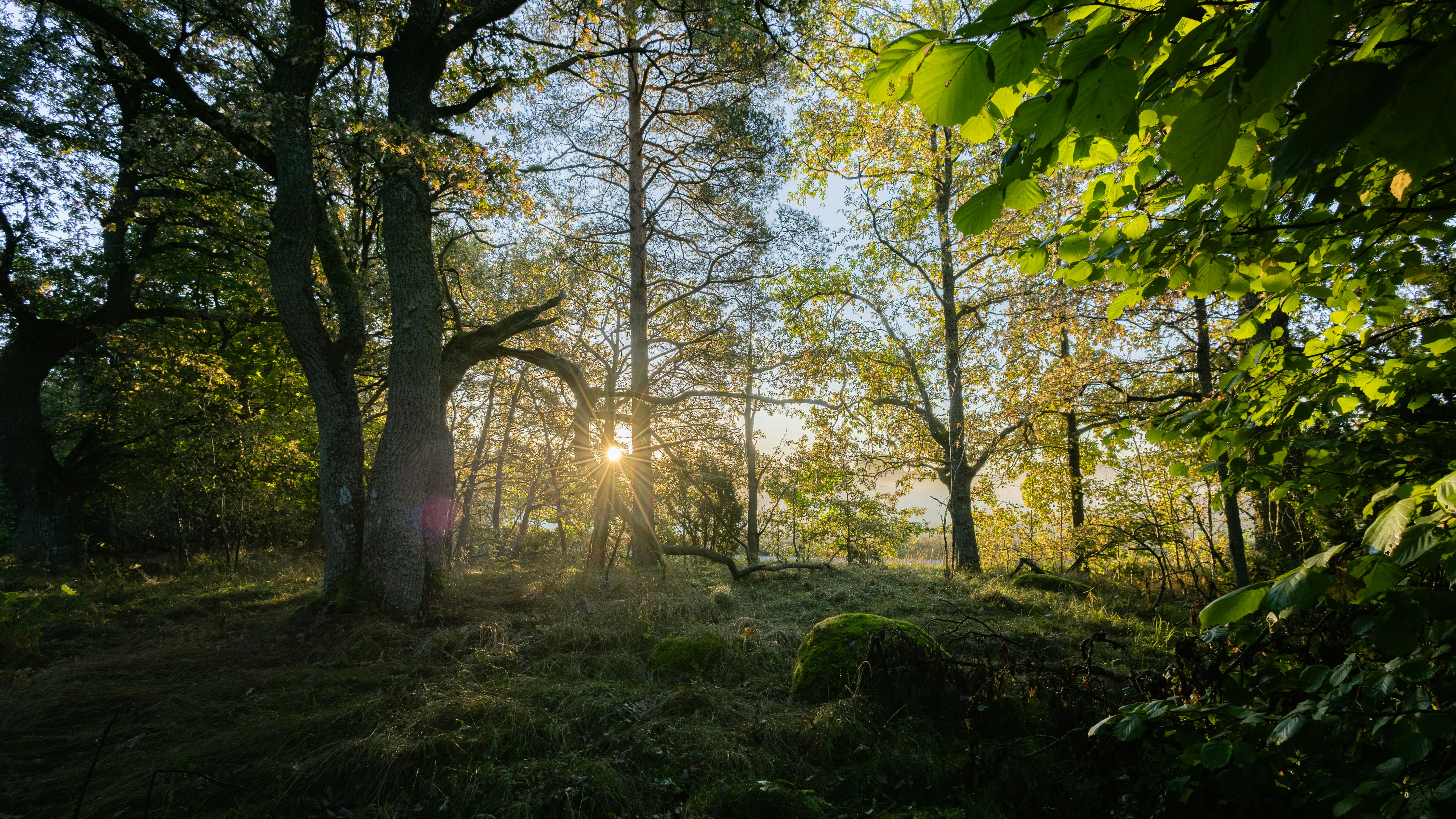 Low sun shining through the trunks of tall trees in a forest with mossy ground