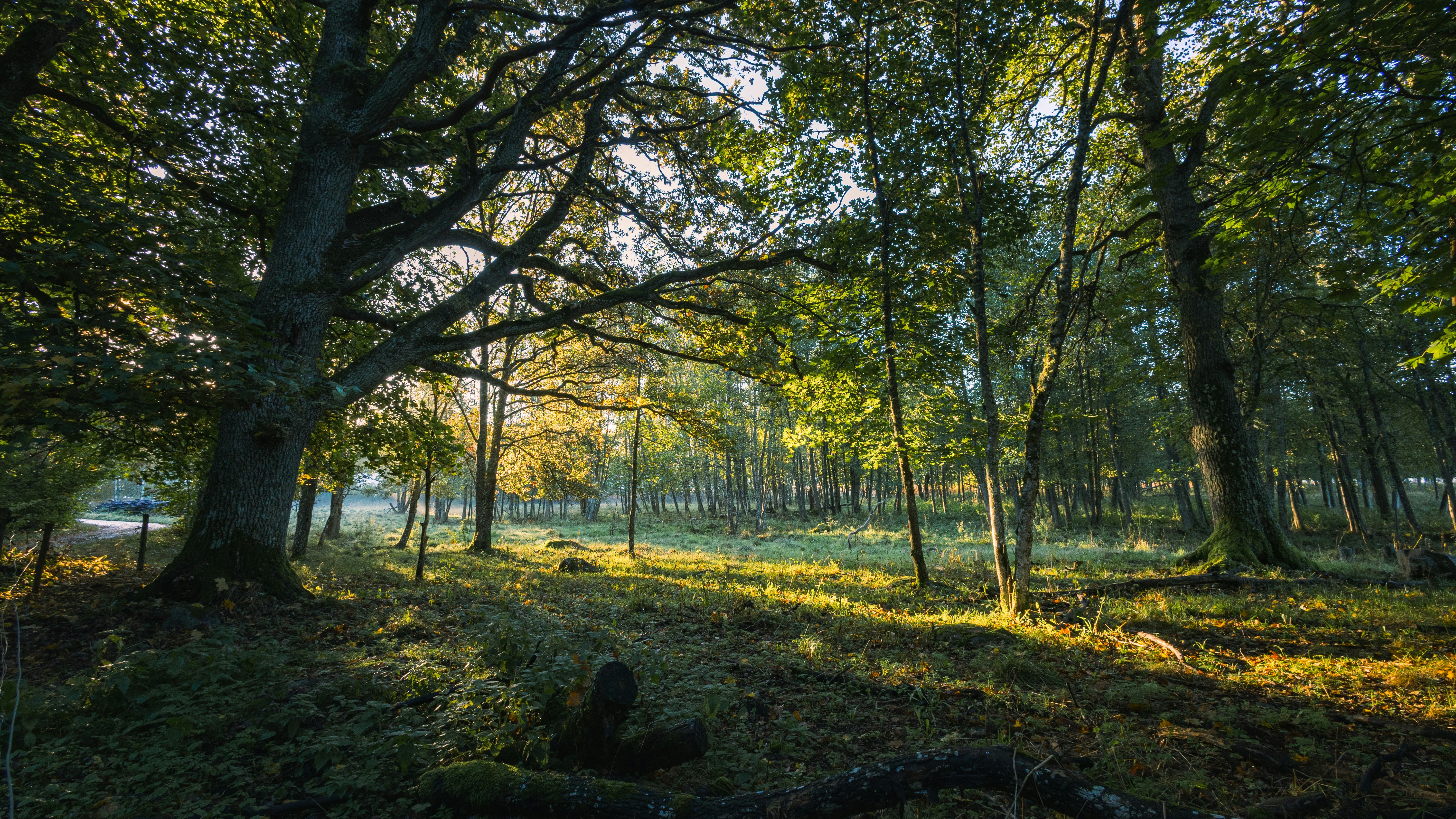 Sunlight filtering through the canopy of a deciduous forest with mossy ground and fallen logs