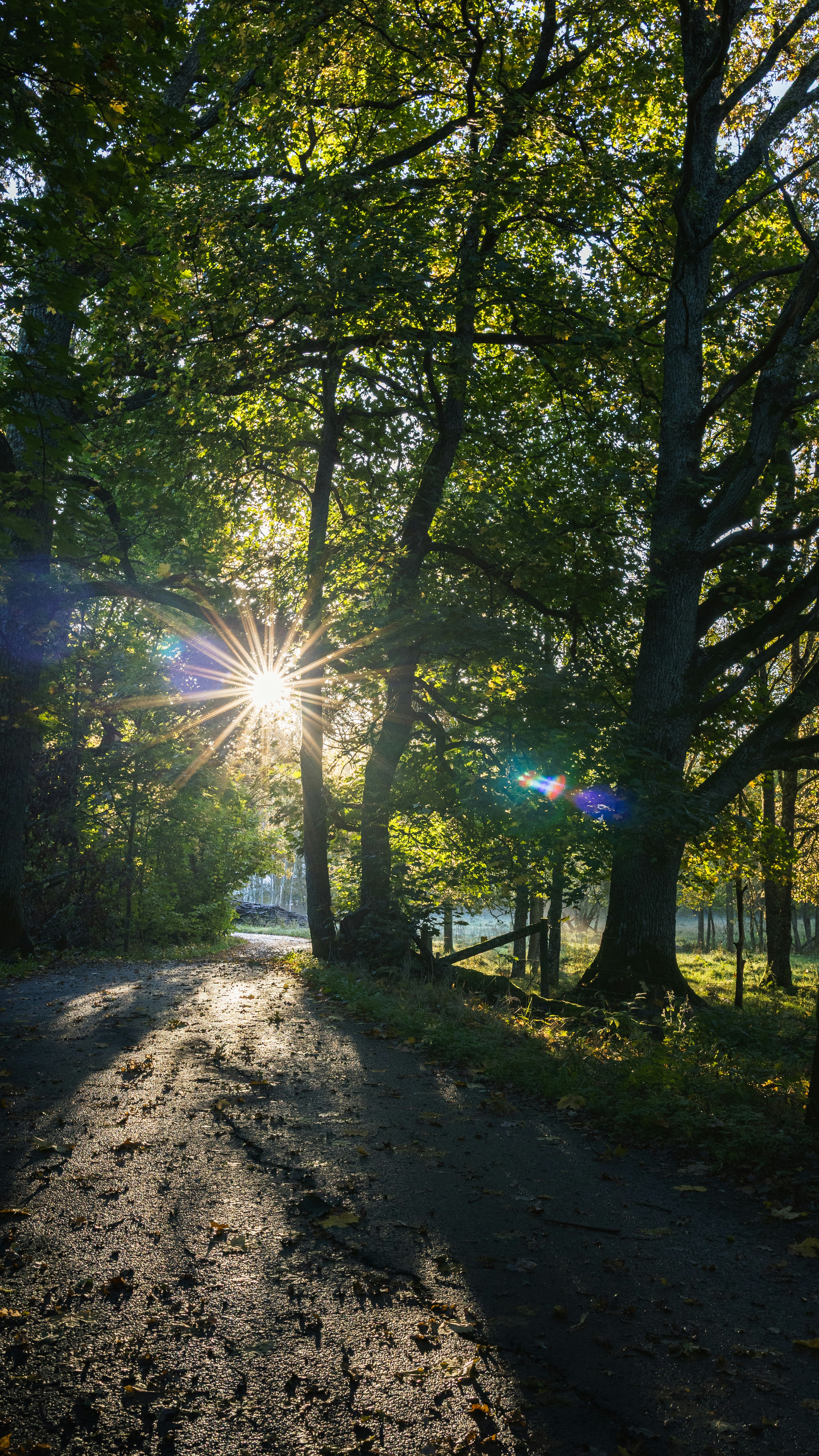 Sunlight filtering through dense trees onto a paved path with long shadows