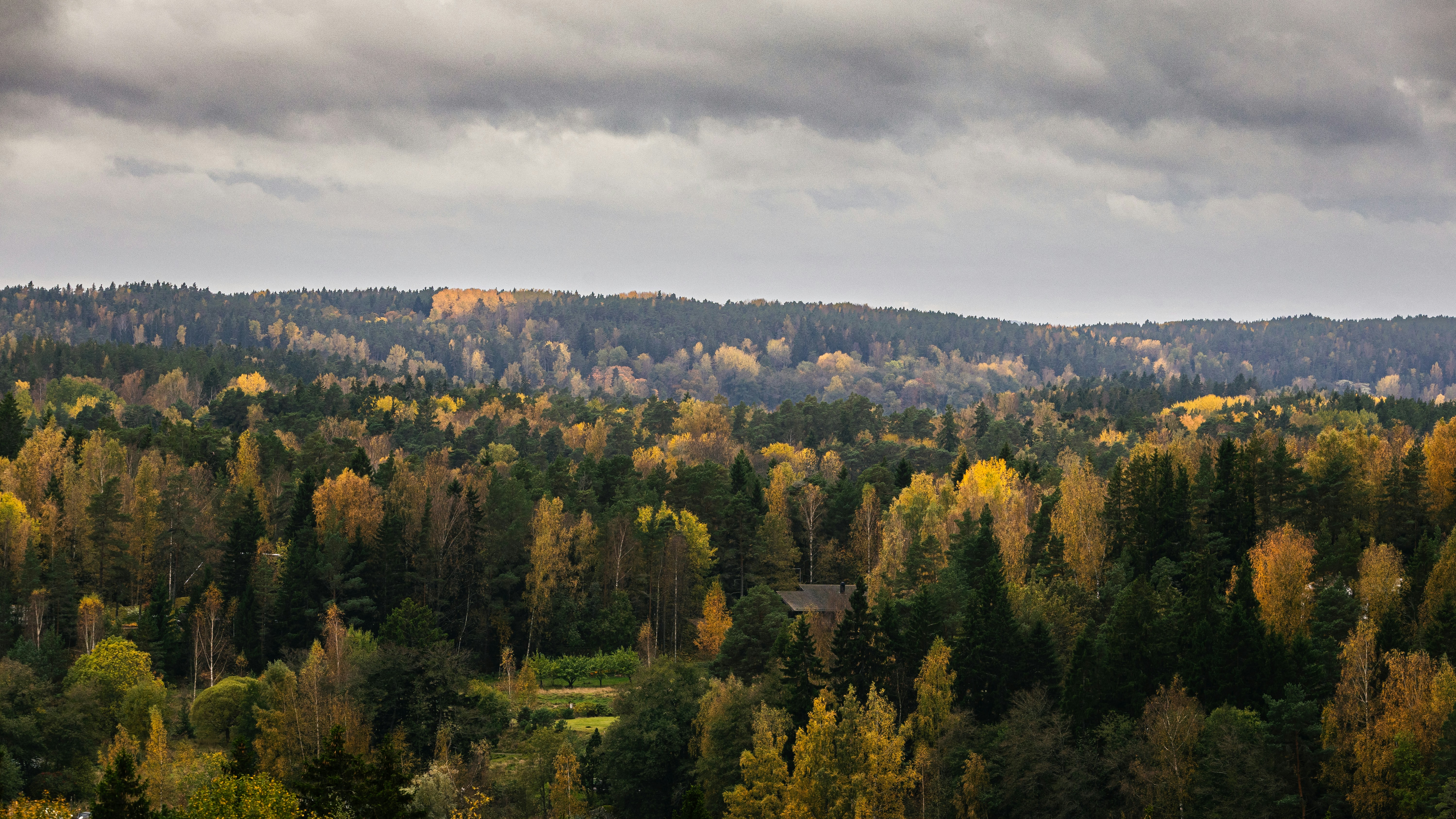 A dense forest with autumn foliage in shades of yellow and green under a cloudy sky