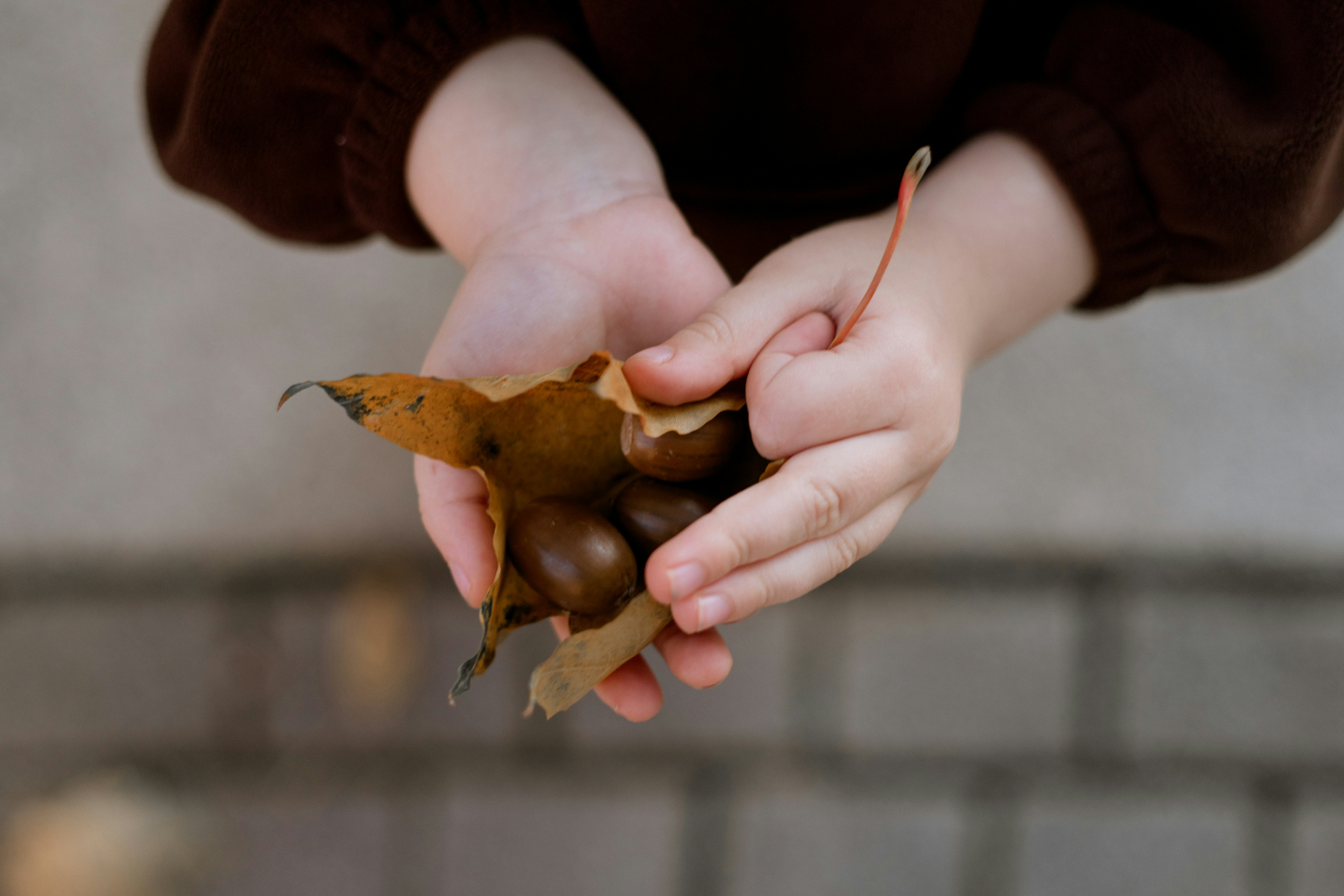 A child holding brown acorns inside a dry autumn leaf