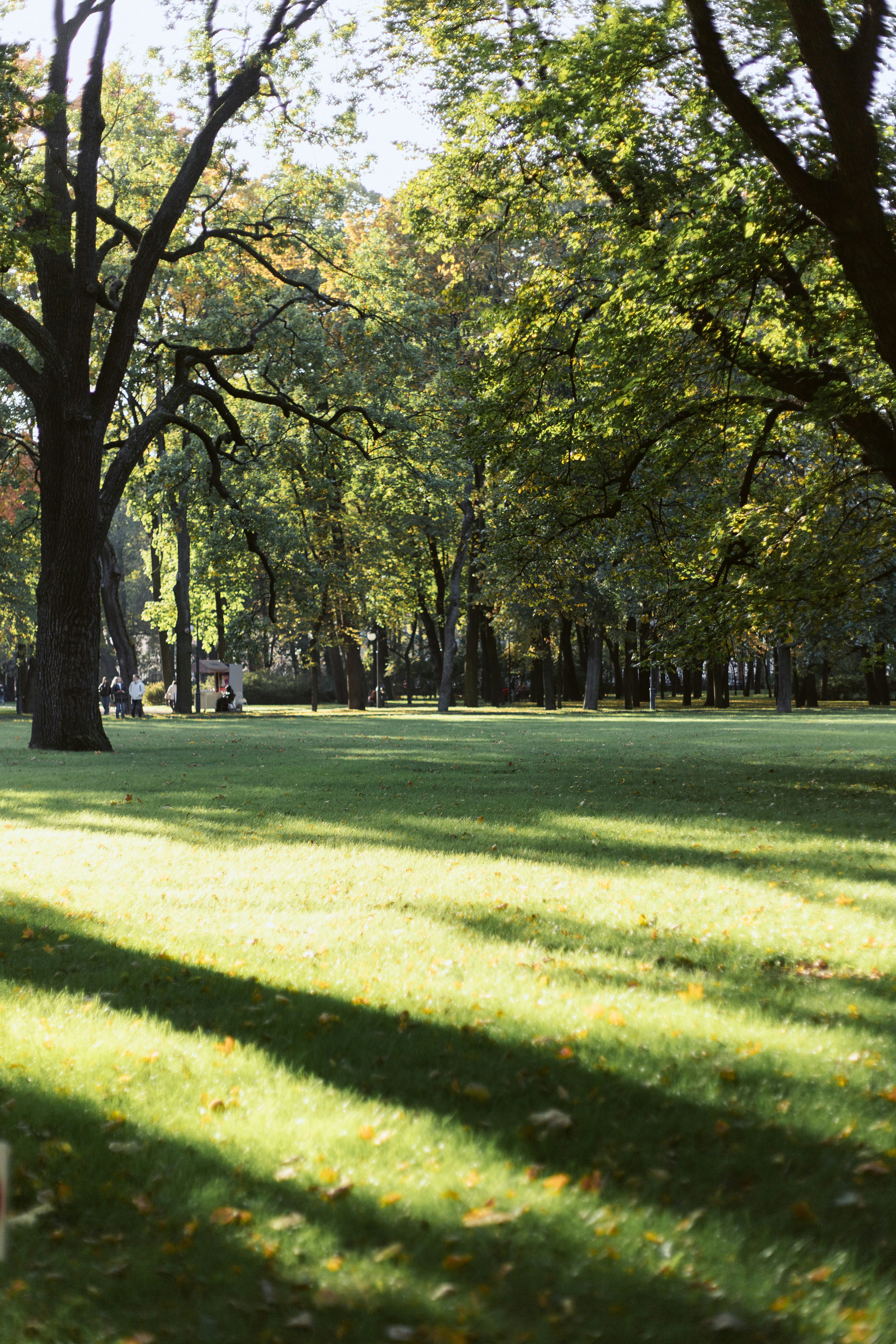 A sunlit park with large trees casting long shadows across a green grass lawn
