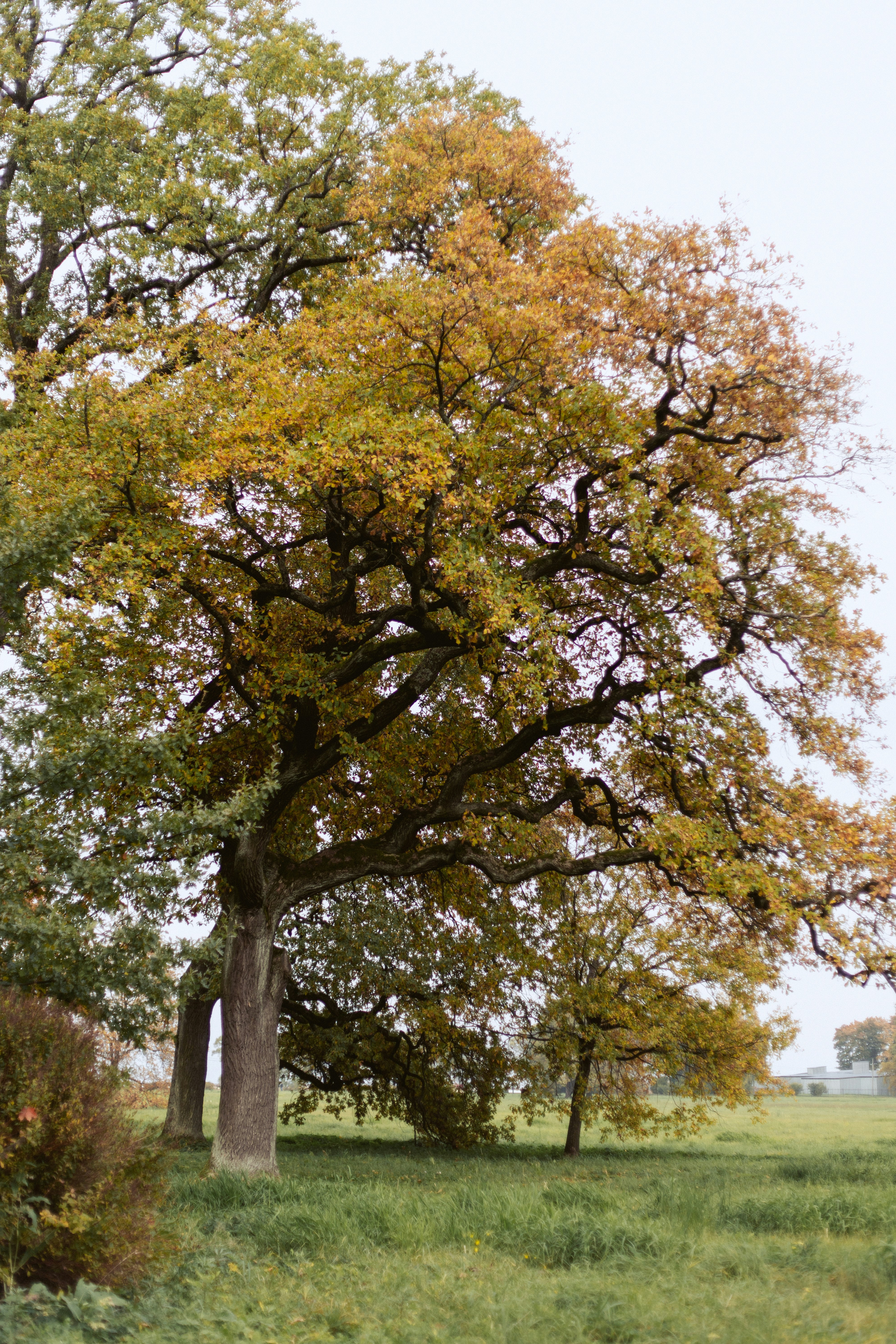 A large oak tree with golden autumn leaves in a grassy field