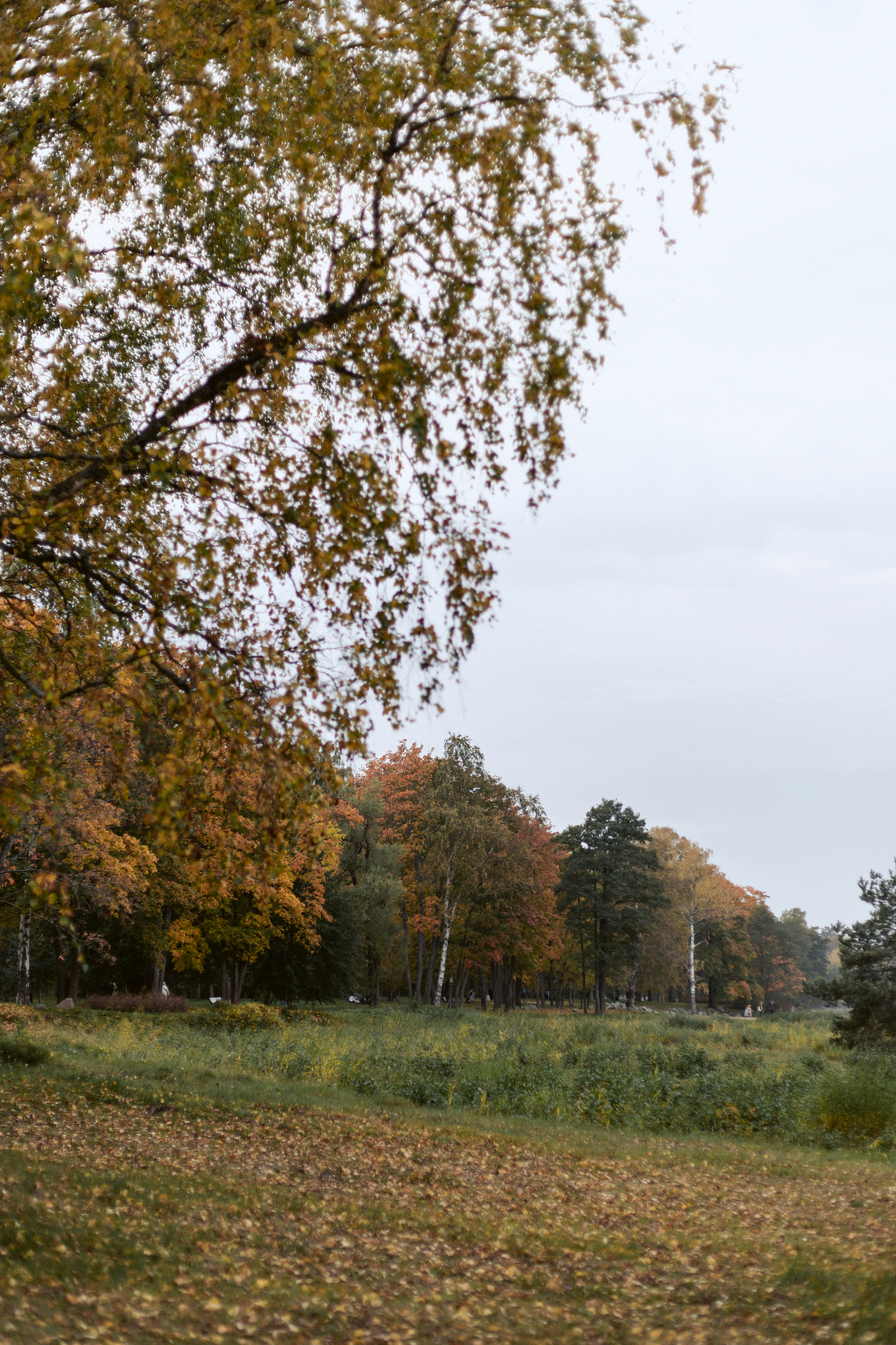 Autumnal trees with yellow and orange leaves bordering a grassy field under a grey sky