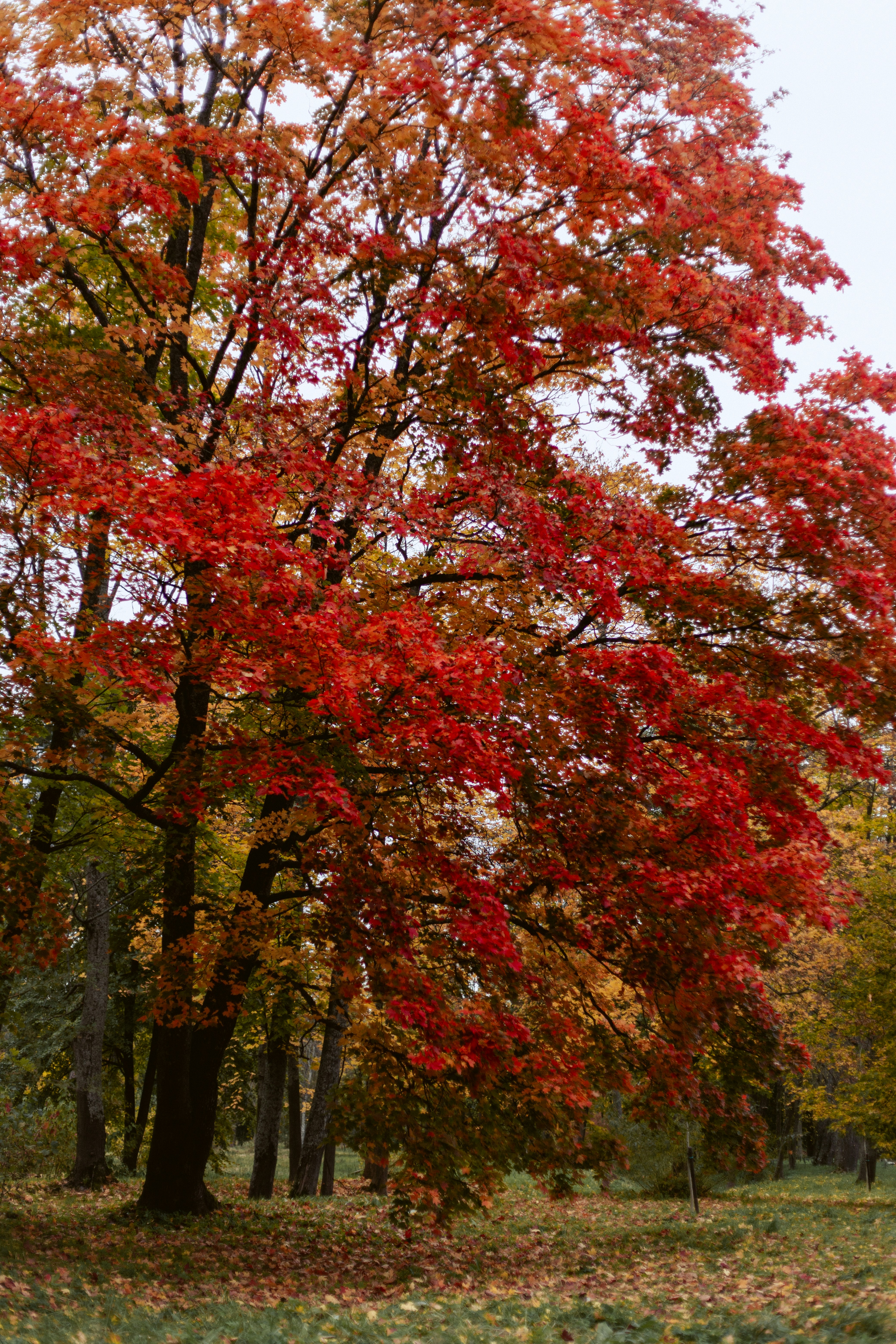 A large maple tree with vibrant red and orange autumn leaves in a park