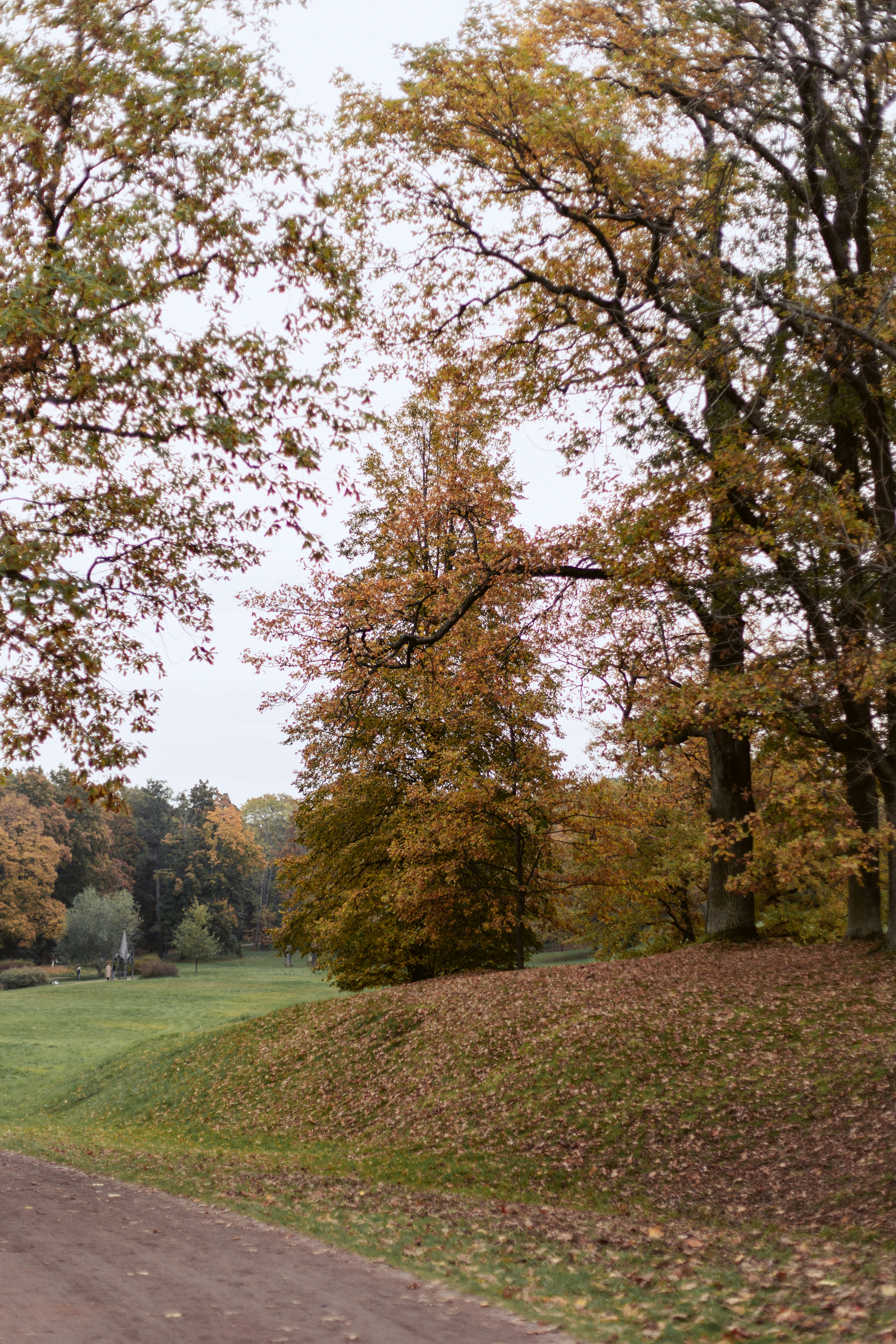Autumn trees with orange and yellow leaves on a grassy hill in a park