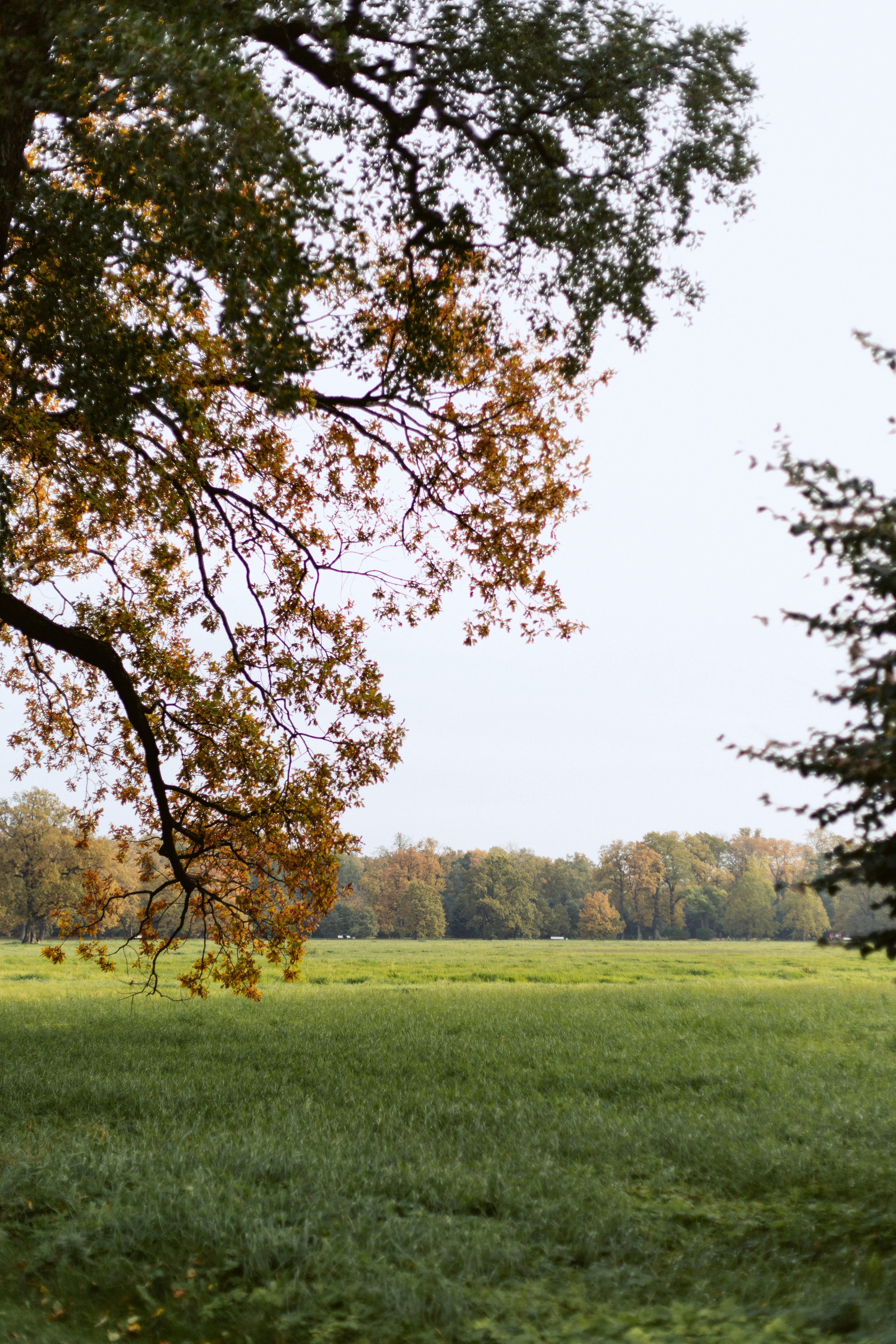 A large oak tree with autumn leaves overhanging a green meadow with a distant forest