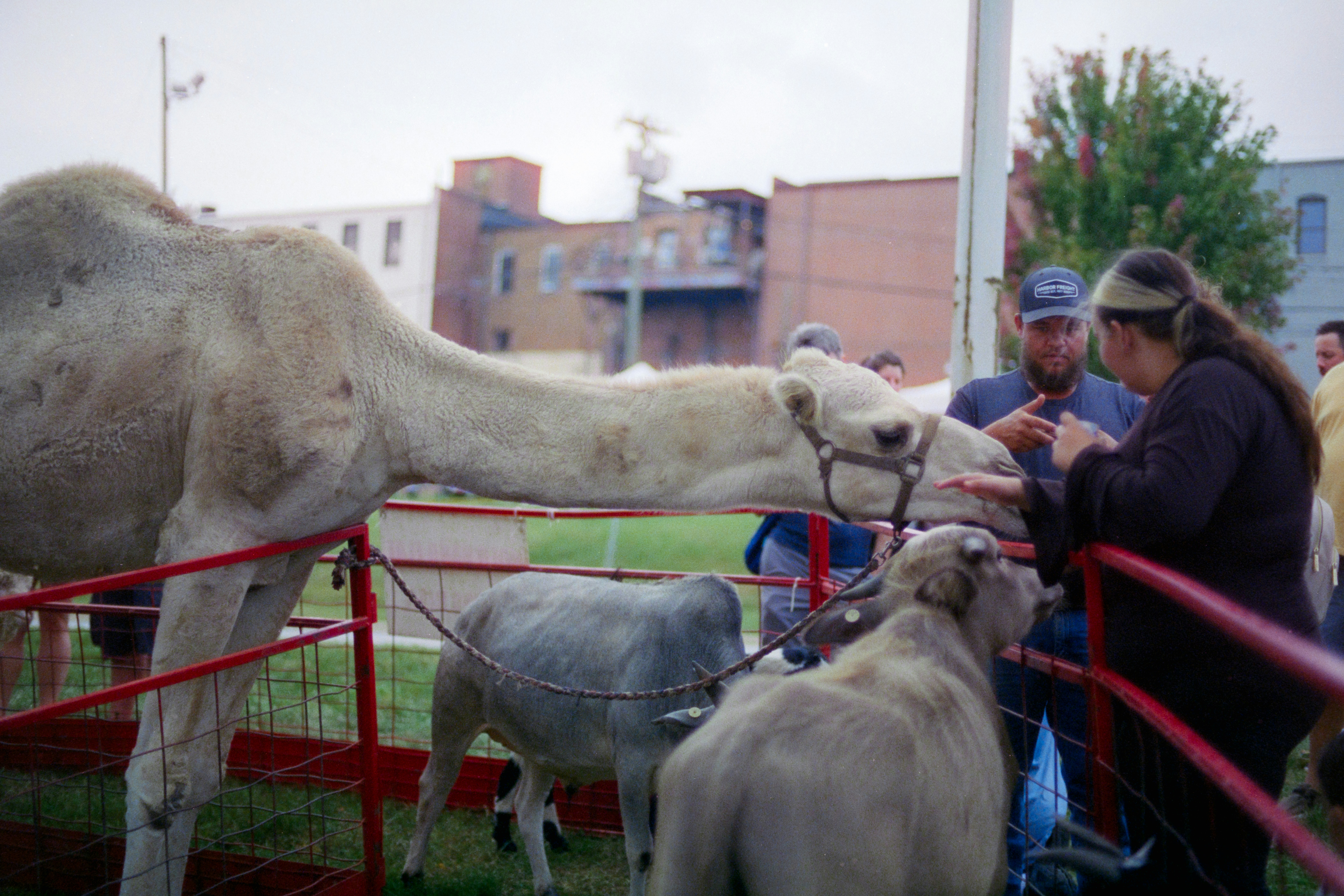 A woman reaching out to touch a camel in a red metal enclosure at a fair