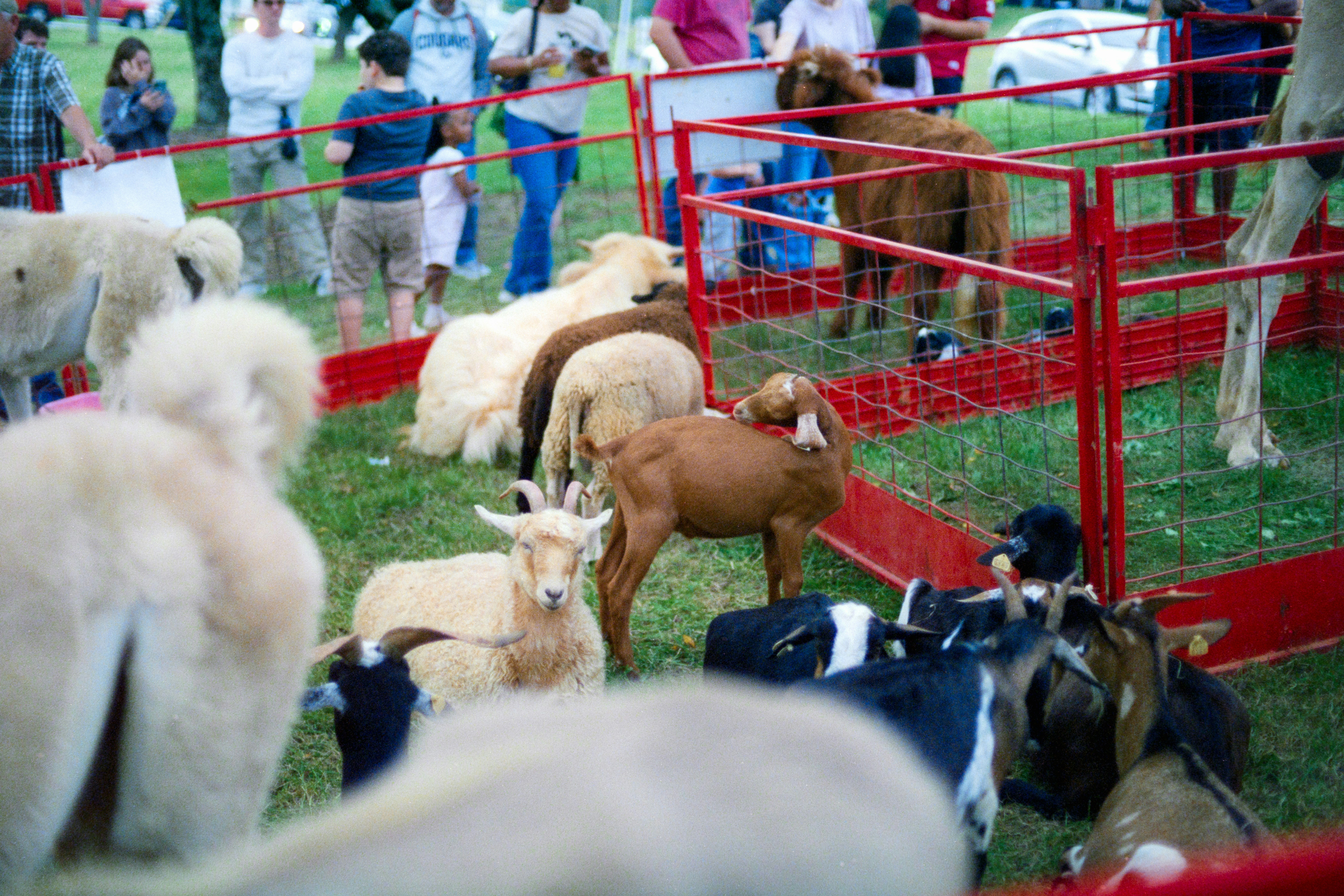 Barnyard animals and trading NPCs in a rural village setting