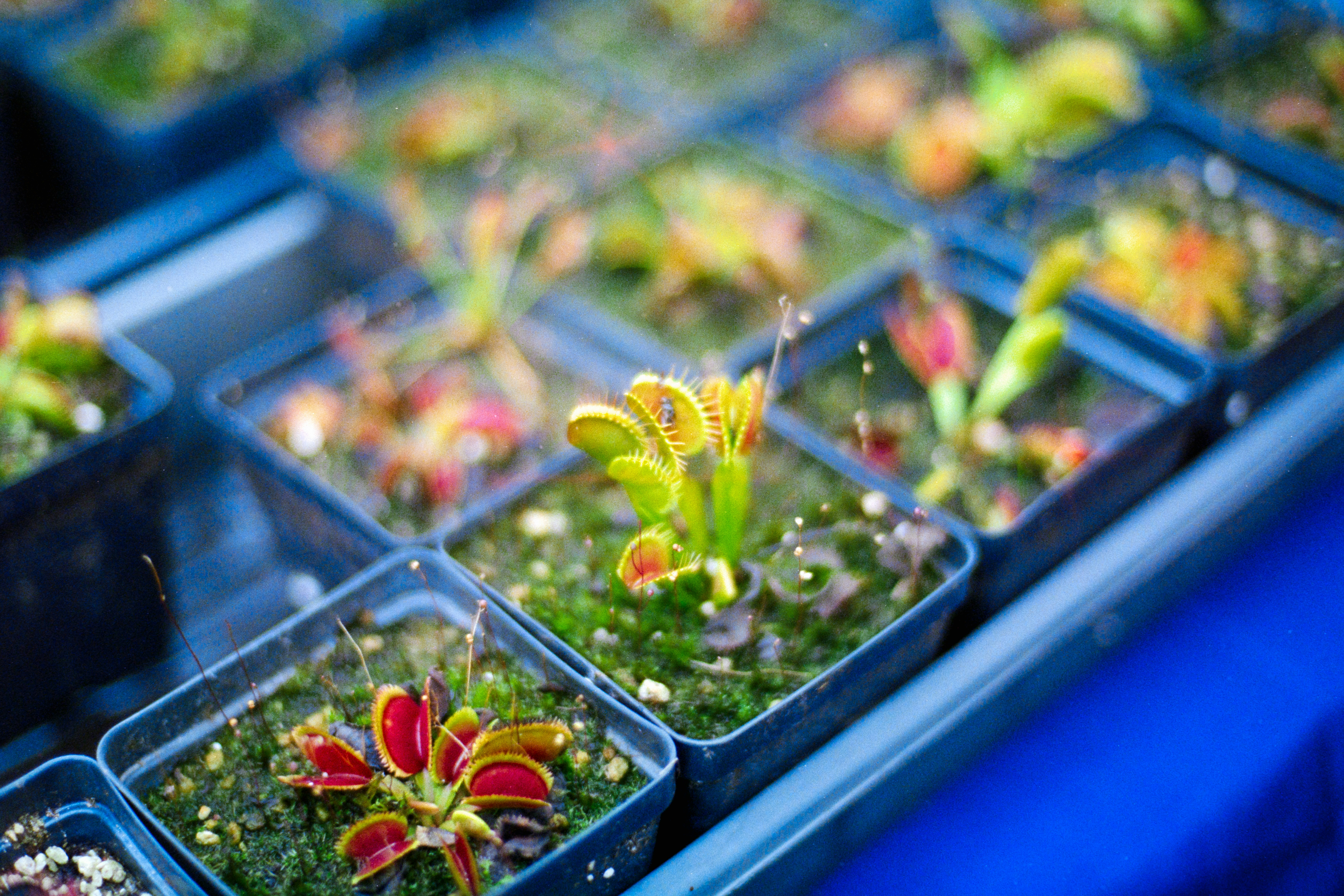 Small Venus flytrap plants in individual square plastic pots on a blue surface