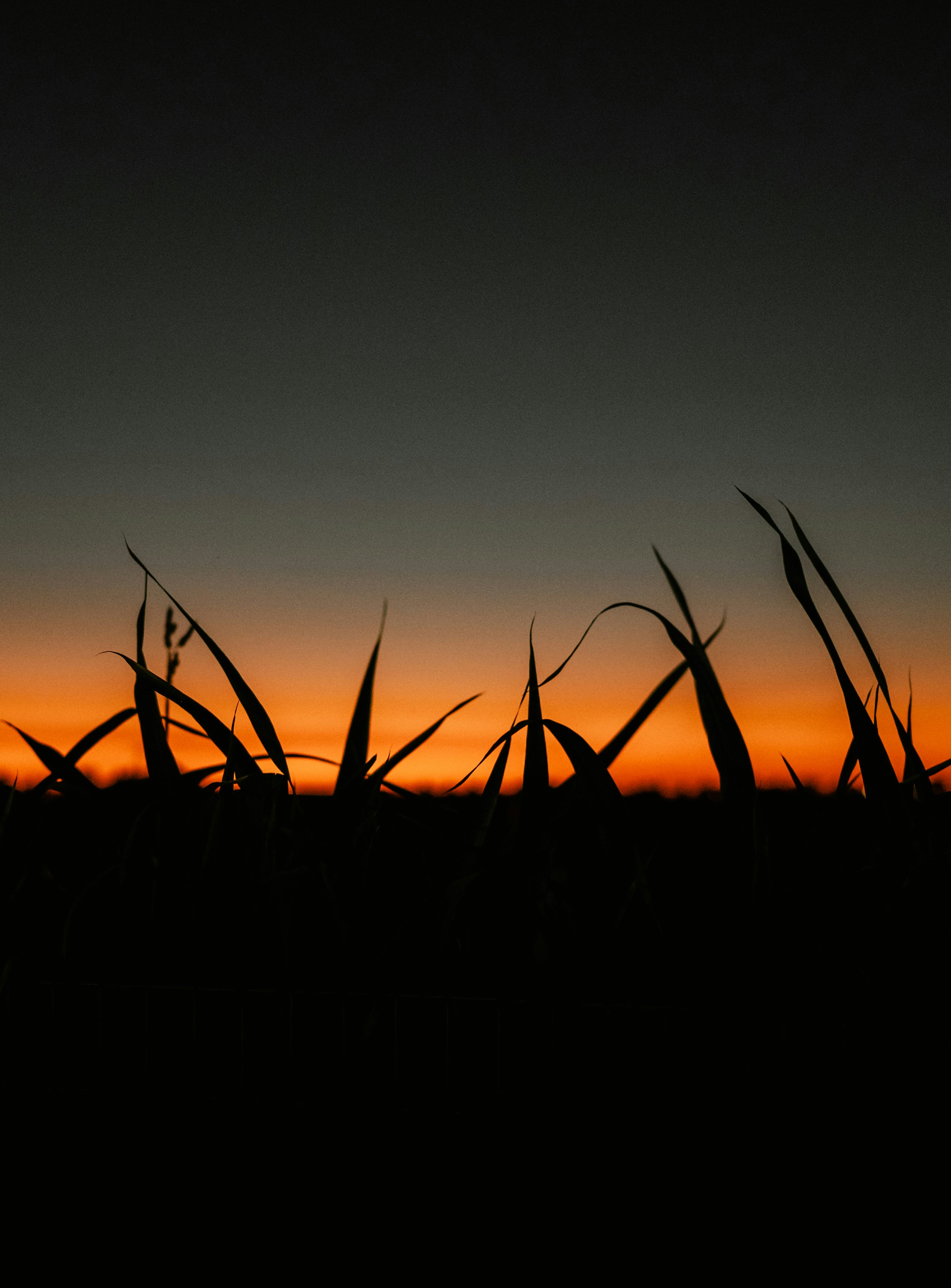 Silhouetted blades of grass against a vibrant orange and dark blue sky