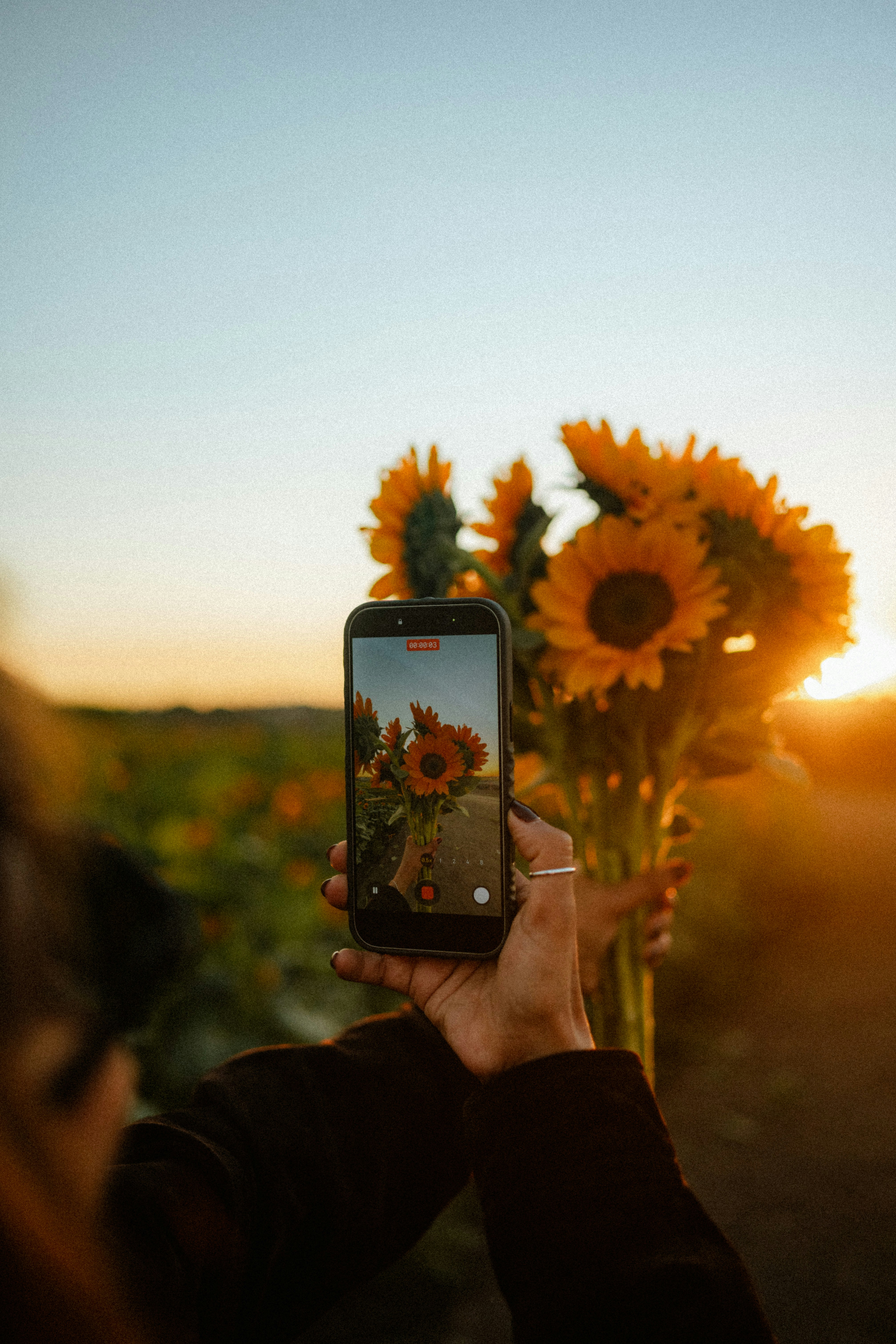 A person holding a smartphone to record a bouquet of sunflowers during golden hour