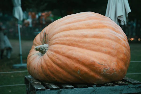 giant pumpkin growing