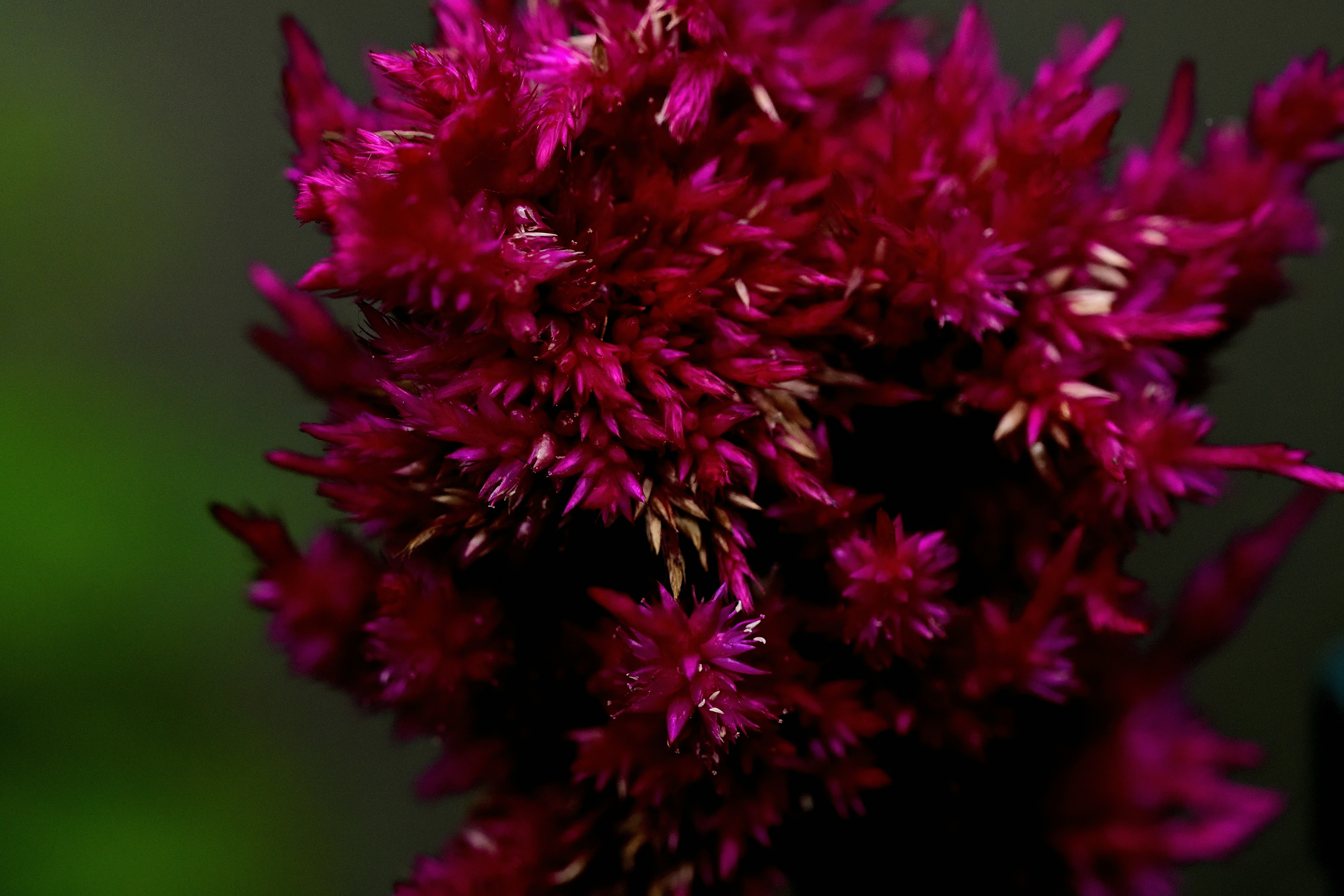 Magenta celosia flower with textured petals - Free Photo on Unsplash