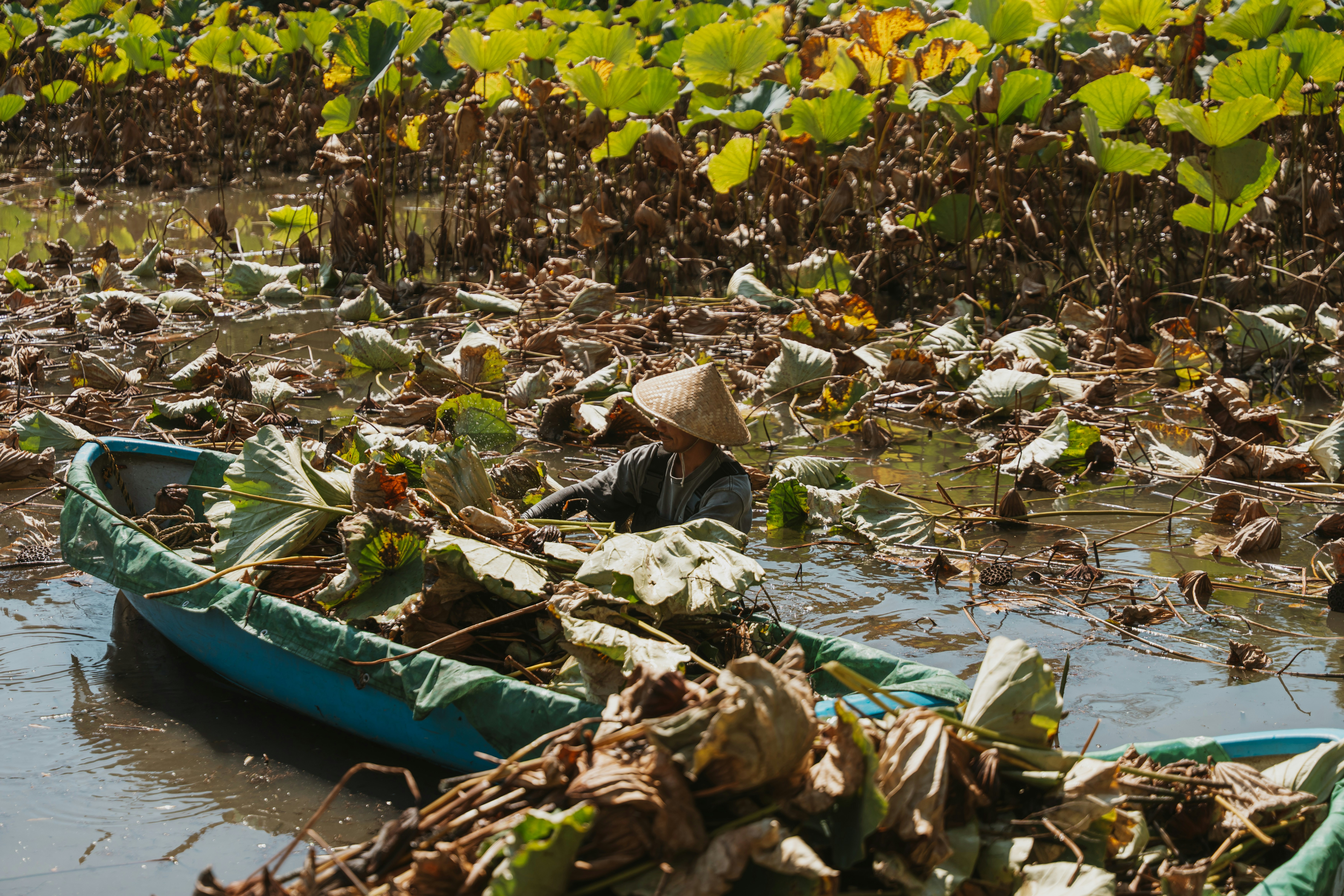 A person in a conical hat harvesting lotus leaves from a boat in a pond