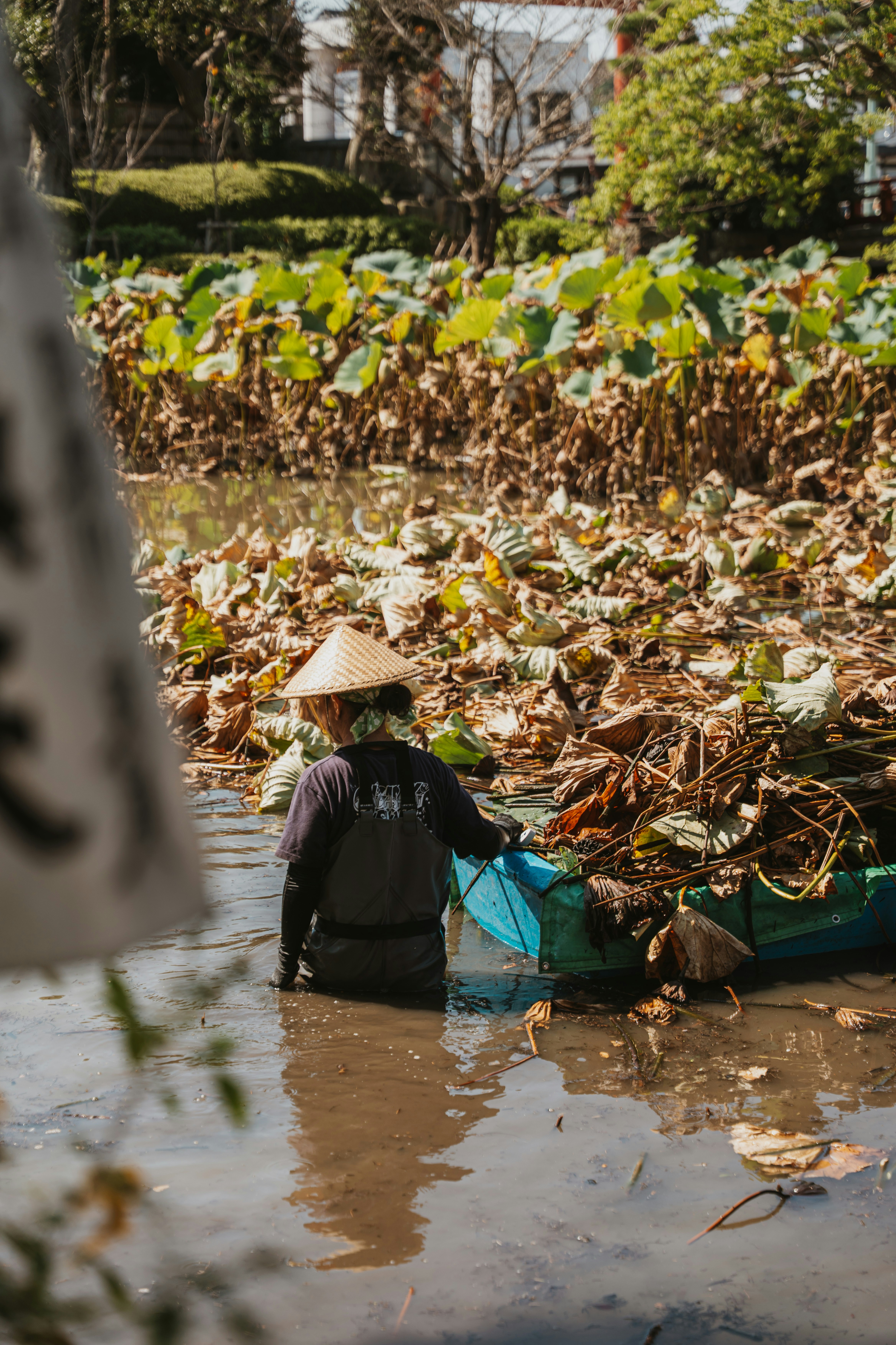 A person in a conical hat and waders working in a pond filled with lotus leaves